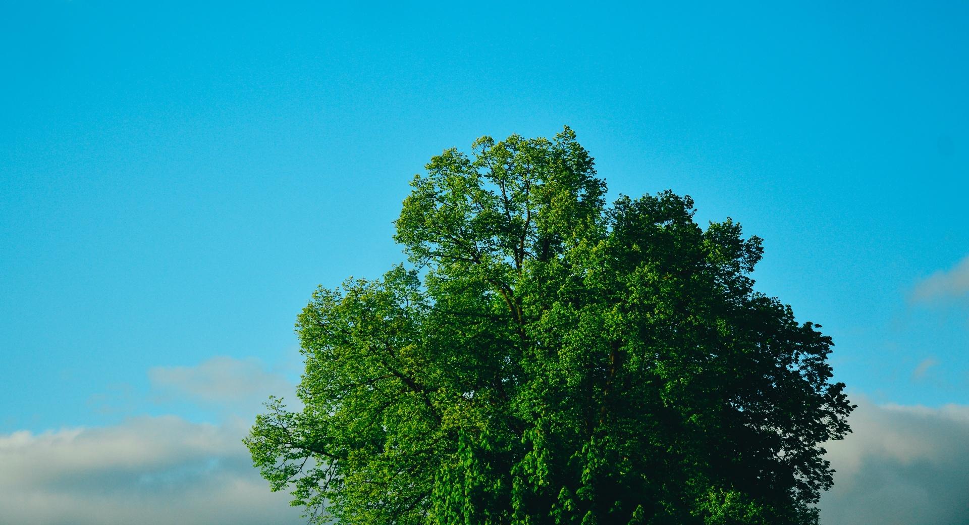 Green Tree, Blue Sky at 1600 x 1200 size wallpapers HD quality