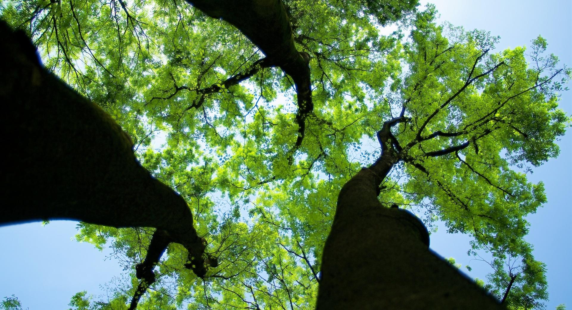 Green Trees at 640 x 1136 iPhone 5 size wallpapers HD quality