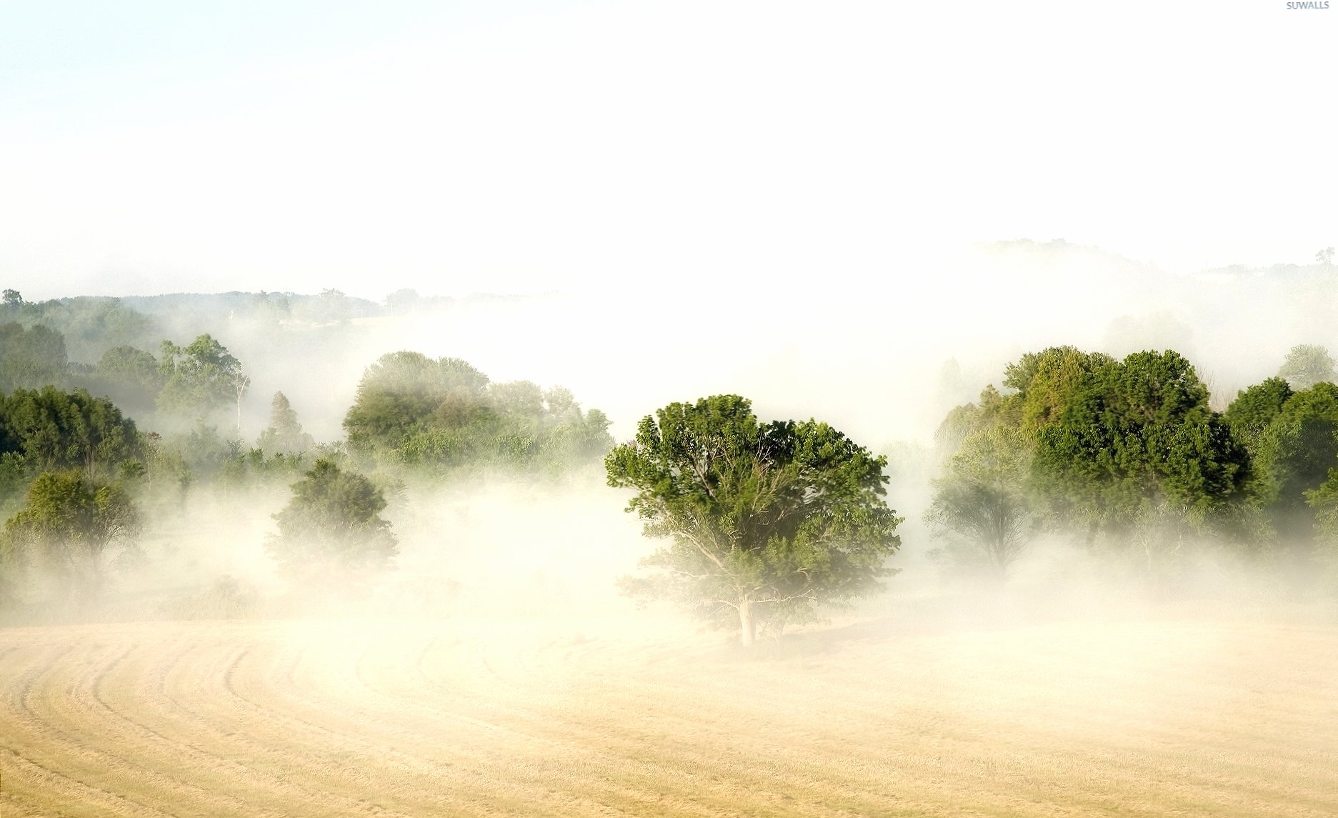 Green trees lost in the heavy fog at 1024 x 1024 iPad size wallpapers HD quality