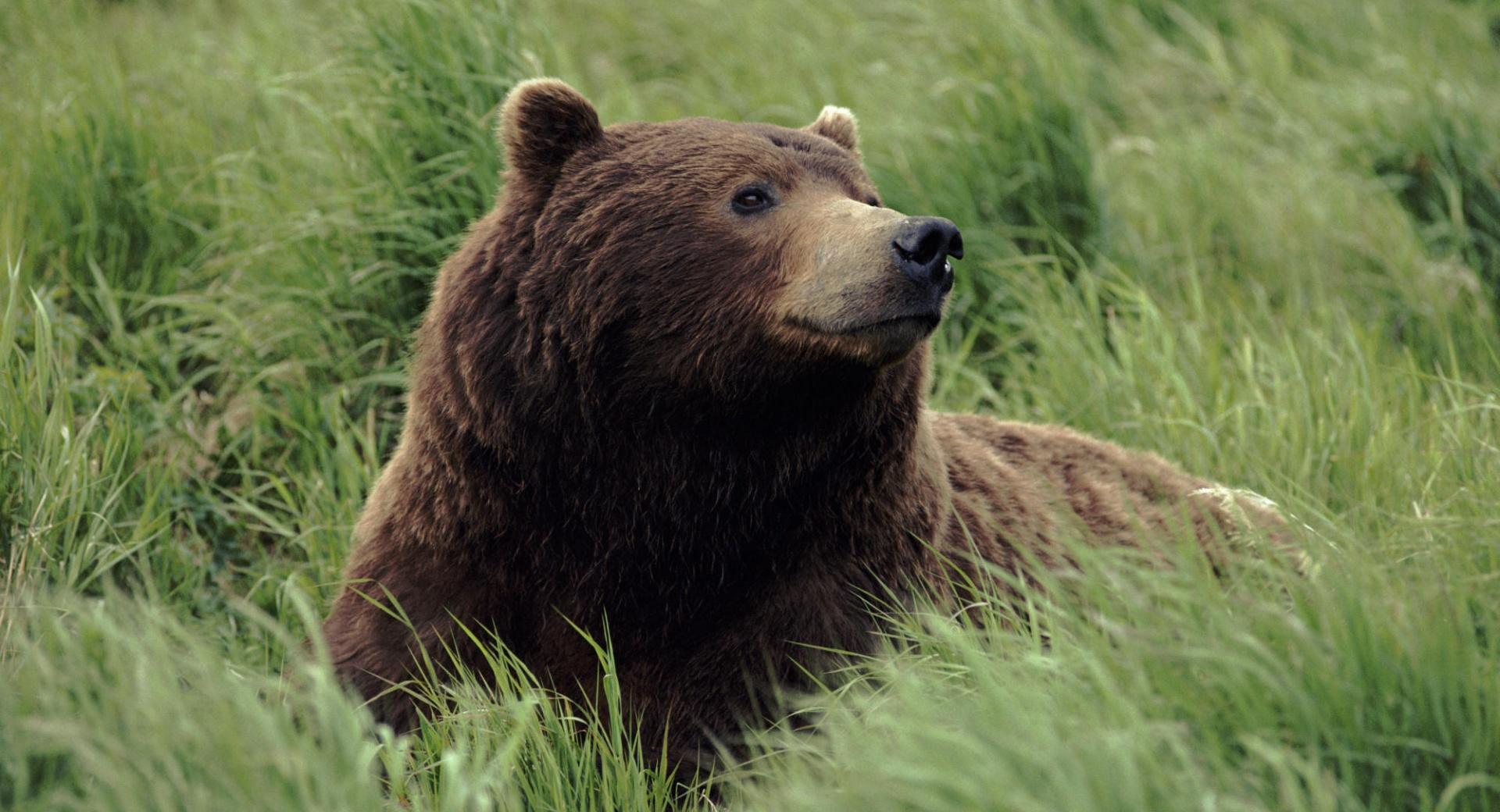 Grizzly Bear Near Mcneil River Alaska at 320 x 480 iPhone size wallpapers HD quality