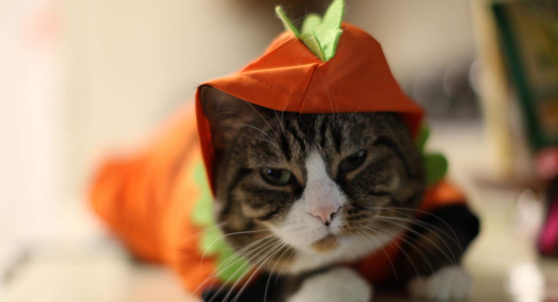 Halloween Funny Cat at 640 x 1136 iPhone 5 size wallpapers HD quality