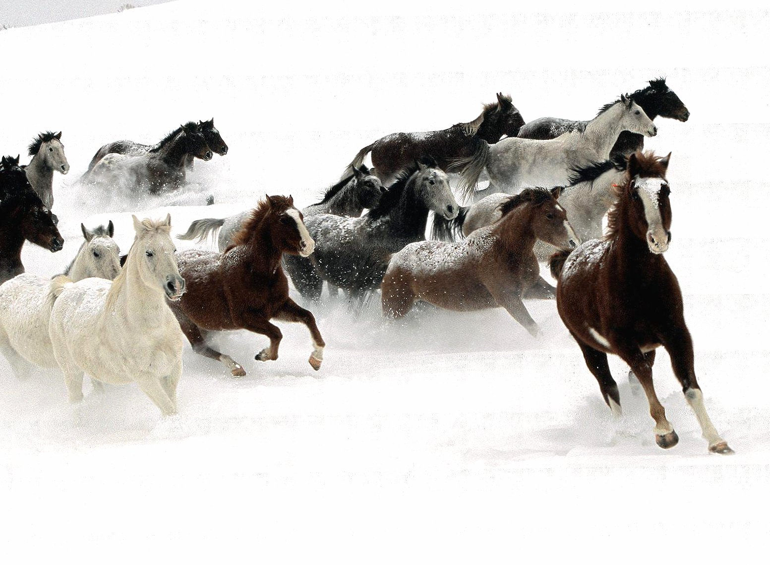 Herd of horses at 1024 x 768 size wallpapers HD quality