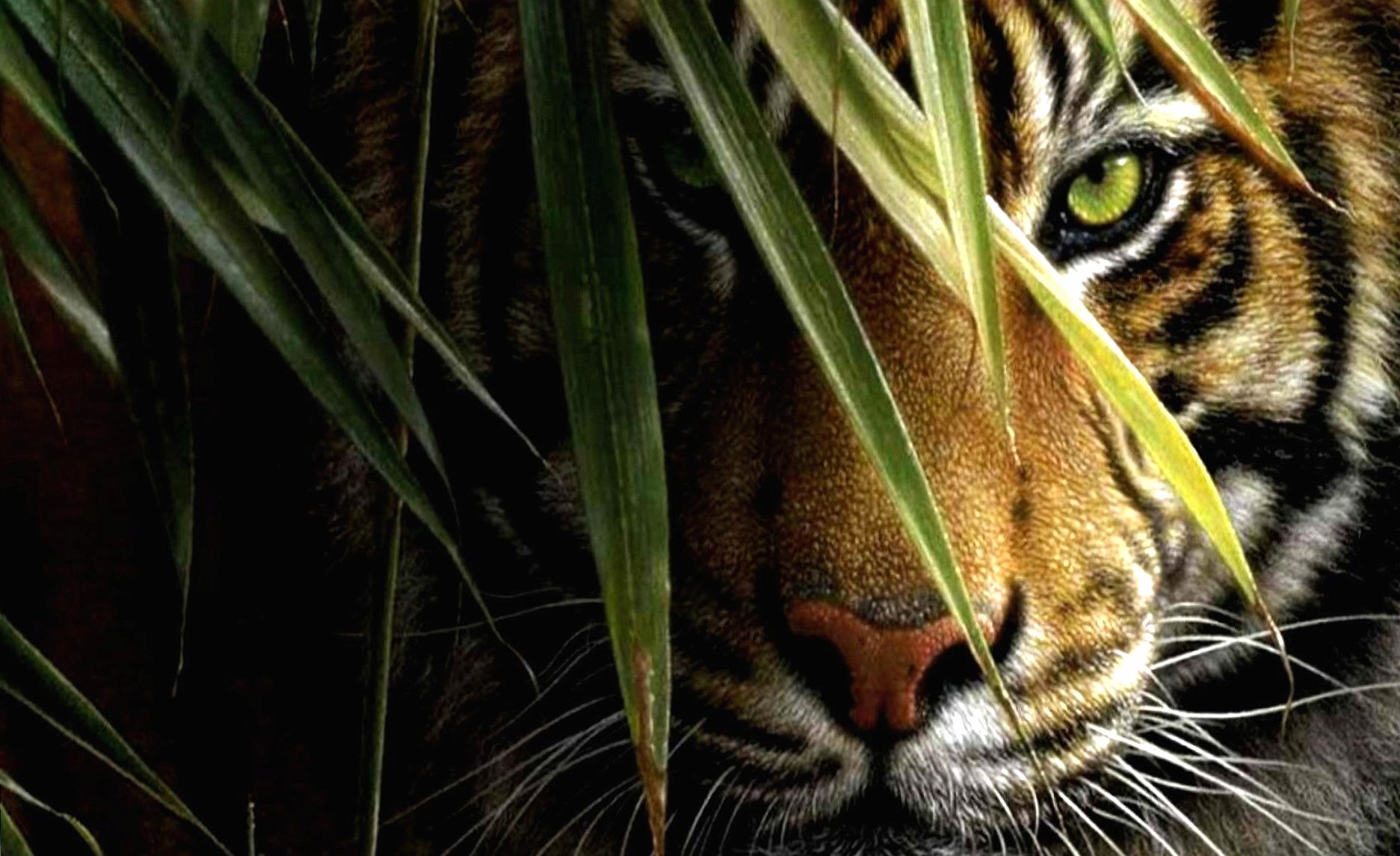 Hidden tiger at 1152 x 864 size wallpapers HD quality