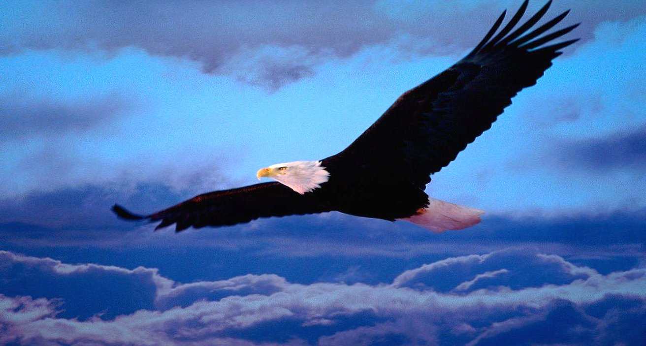 High eagle flying at 1334 x 750 iPhone 7 size wallpapers HD quality