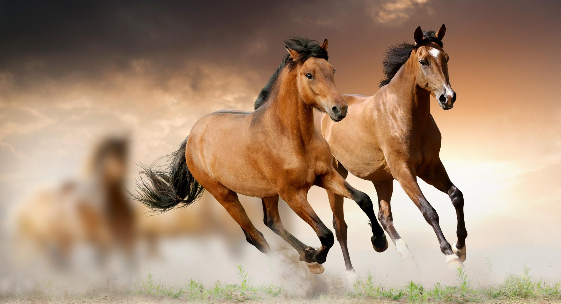 Horses Running at 1024 x 768 size wallpapers HD quality