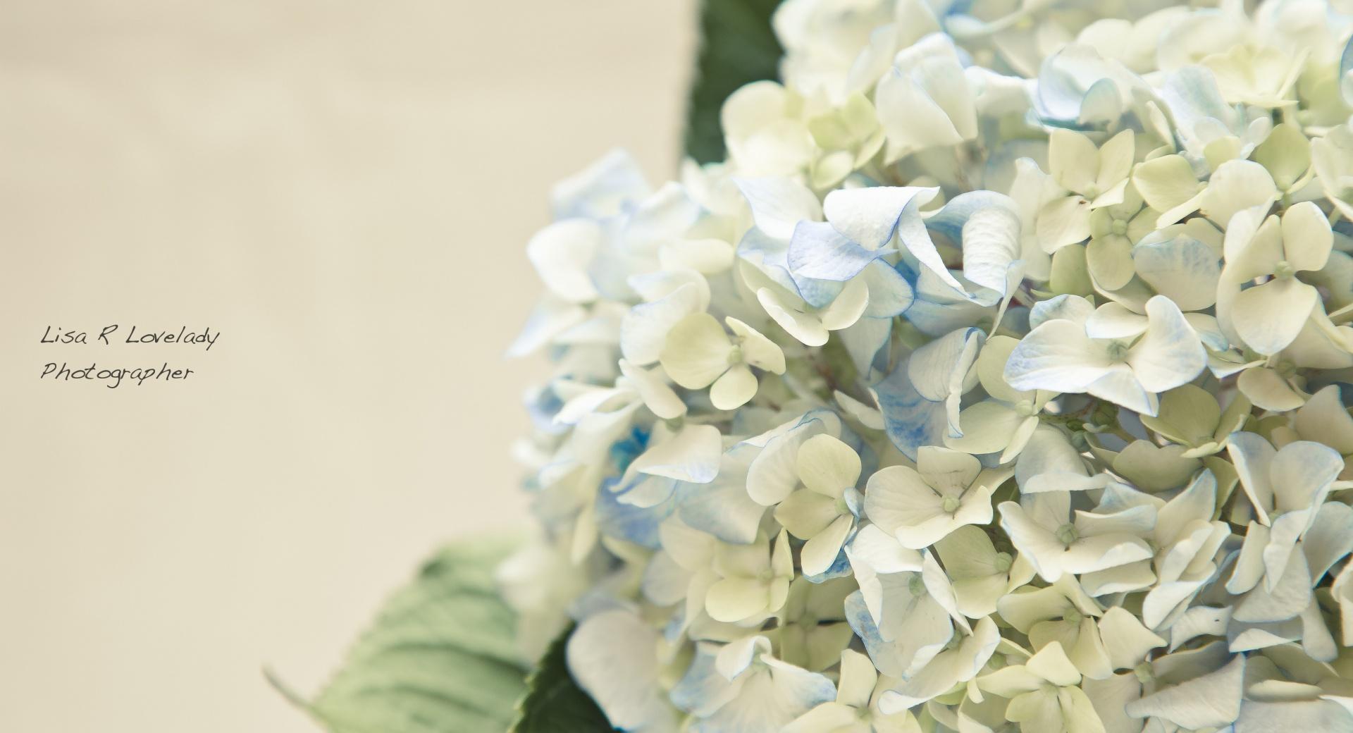 Hortensia Bouquet at 750 x 1334 iPhone 6 size wallpapers HD quality