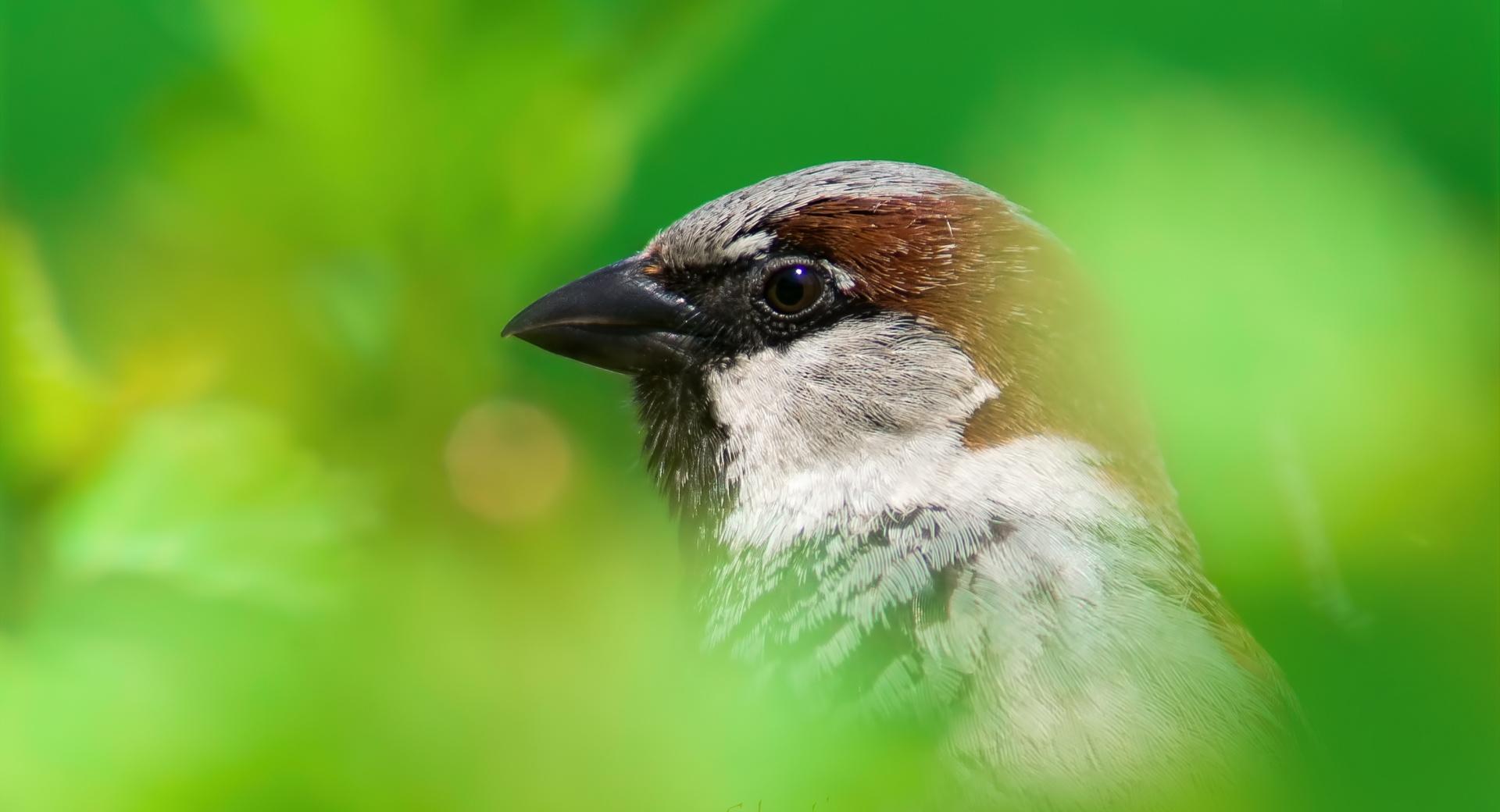 House Sparrow at 1600 x 1200 size wallpapers HD quality