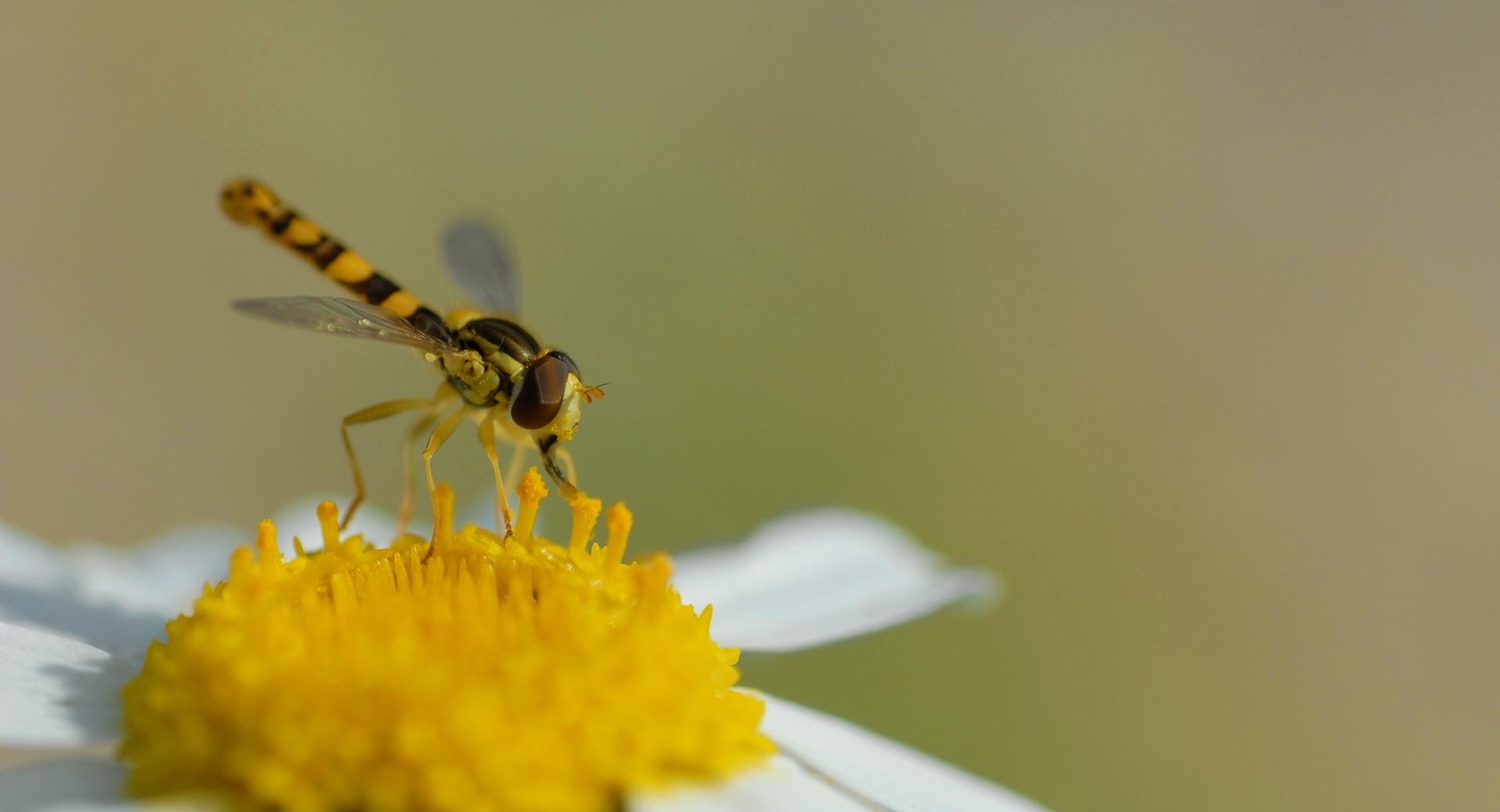 Hoverfly (Sphaerophoria Scripta) at 640 x 1136 iPhone 5 size wallpapers HD quality