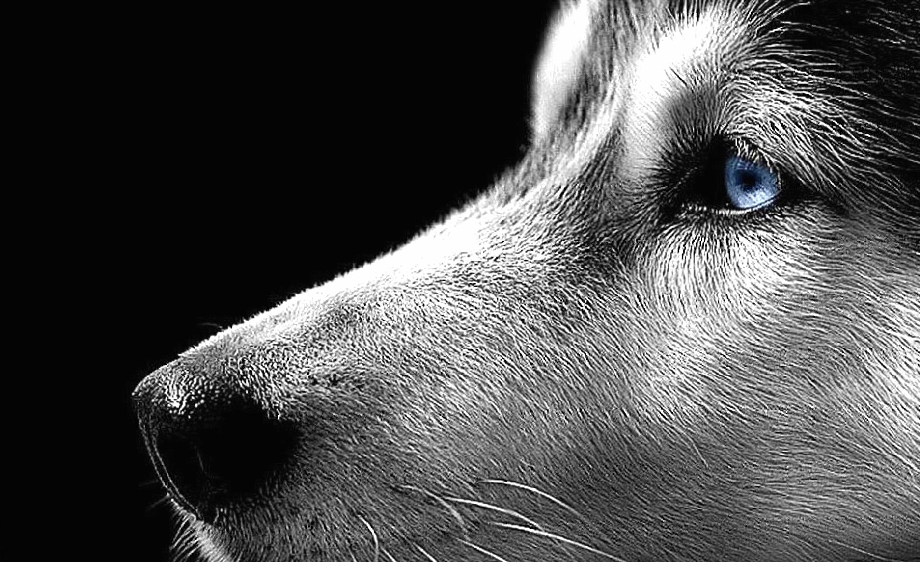 Husky dog eye blue detail wallpapers HD quality