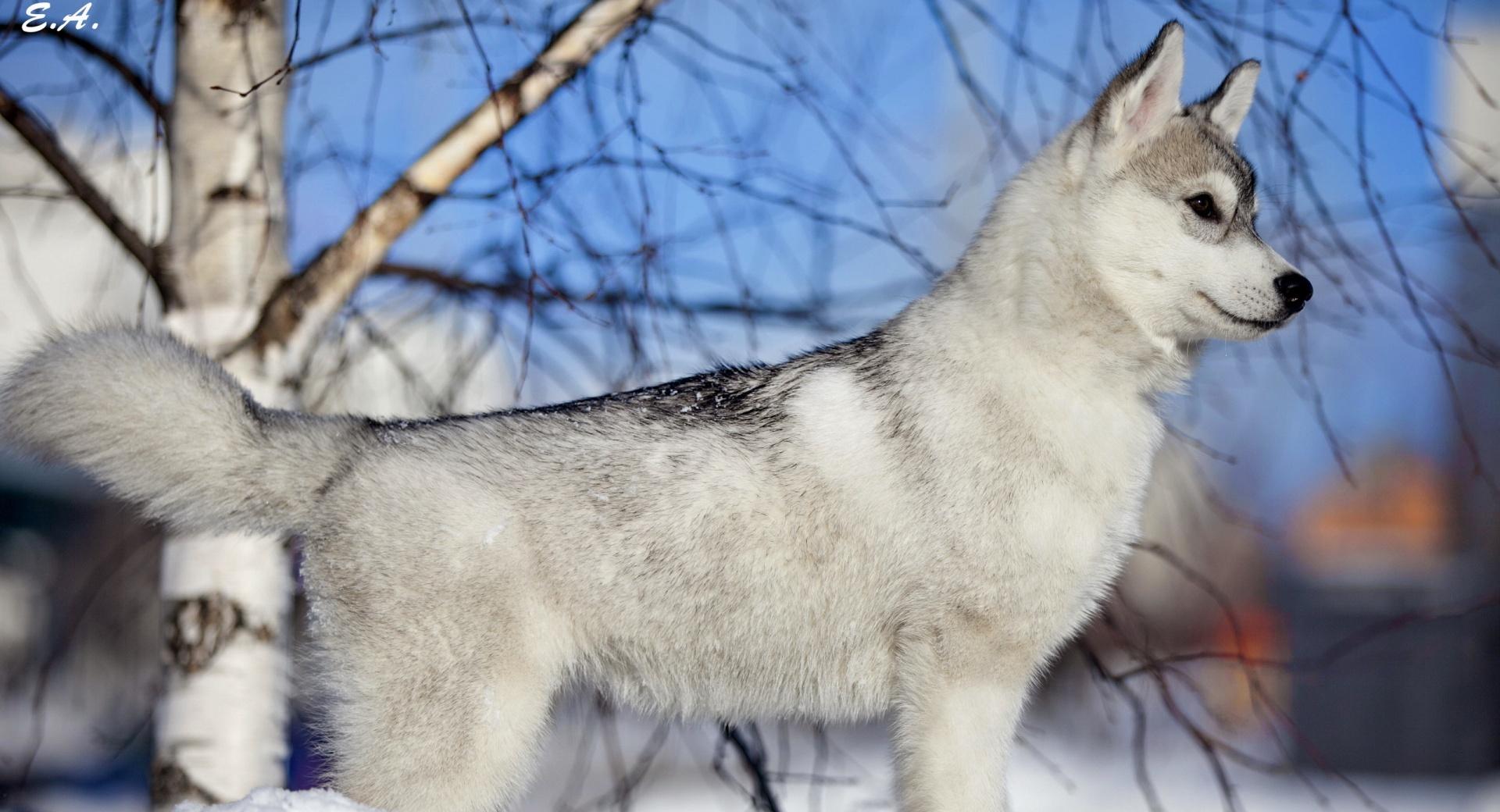 Husky Puppy Winter at 1600 x 1200 size wallpapers HD quality
