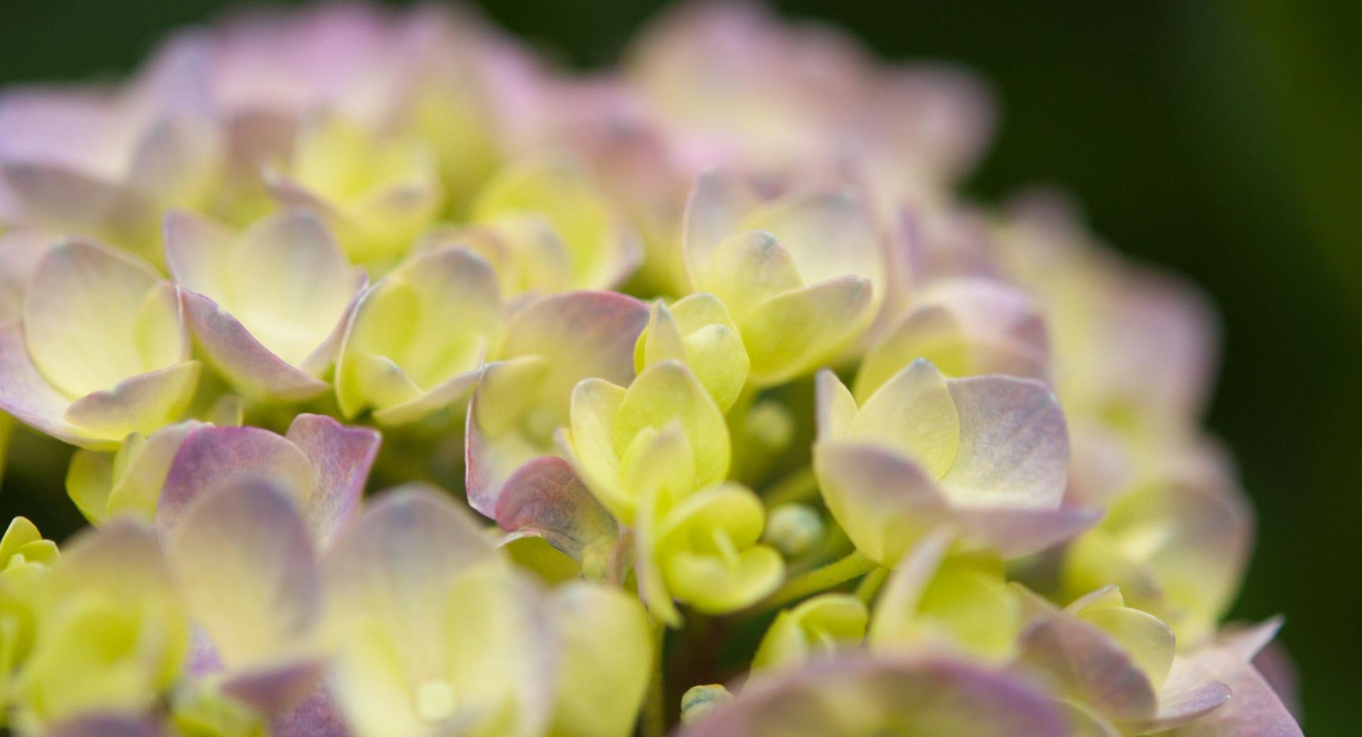 Hydrangea Blossoms 1 at 640 x 1136 iPhone 5 size wallpapers HD quality