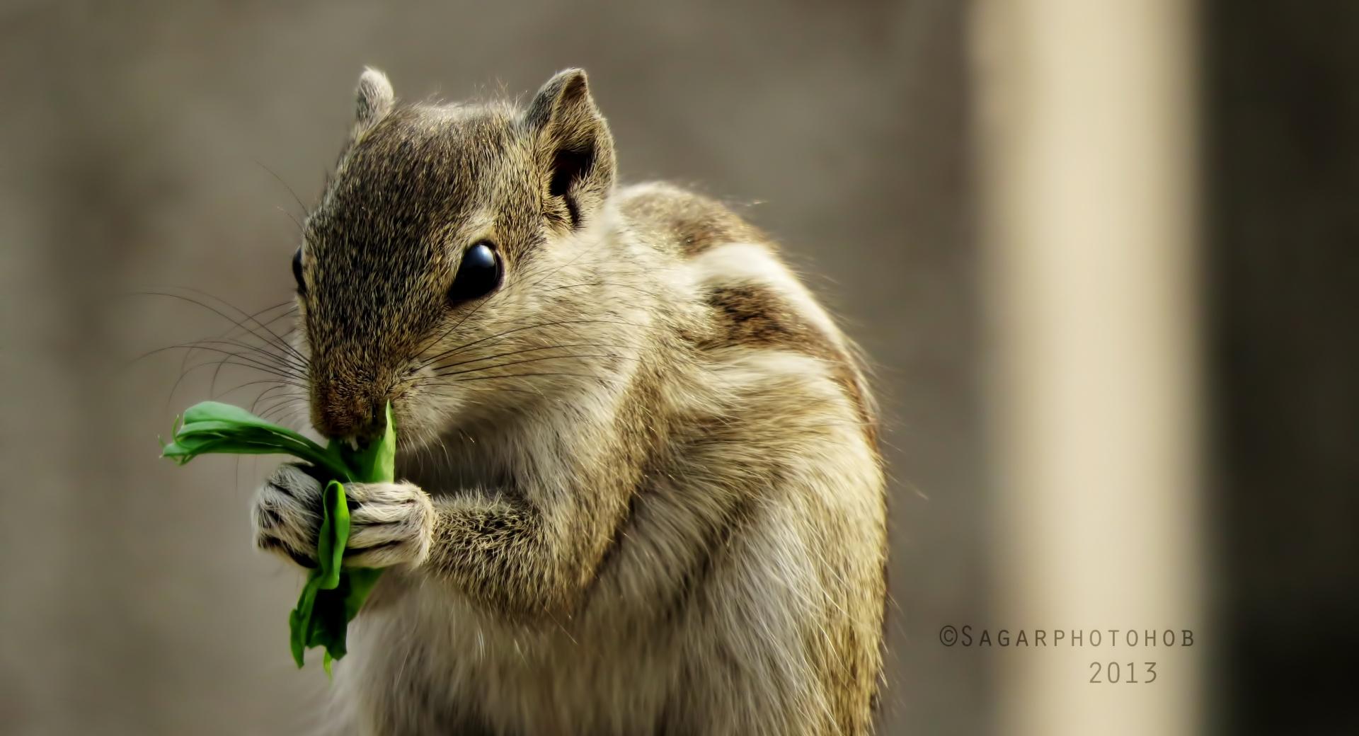 Indian Palm Squirrel wallpapers HD quality
