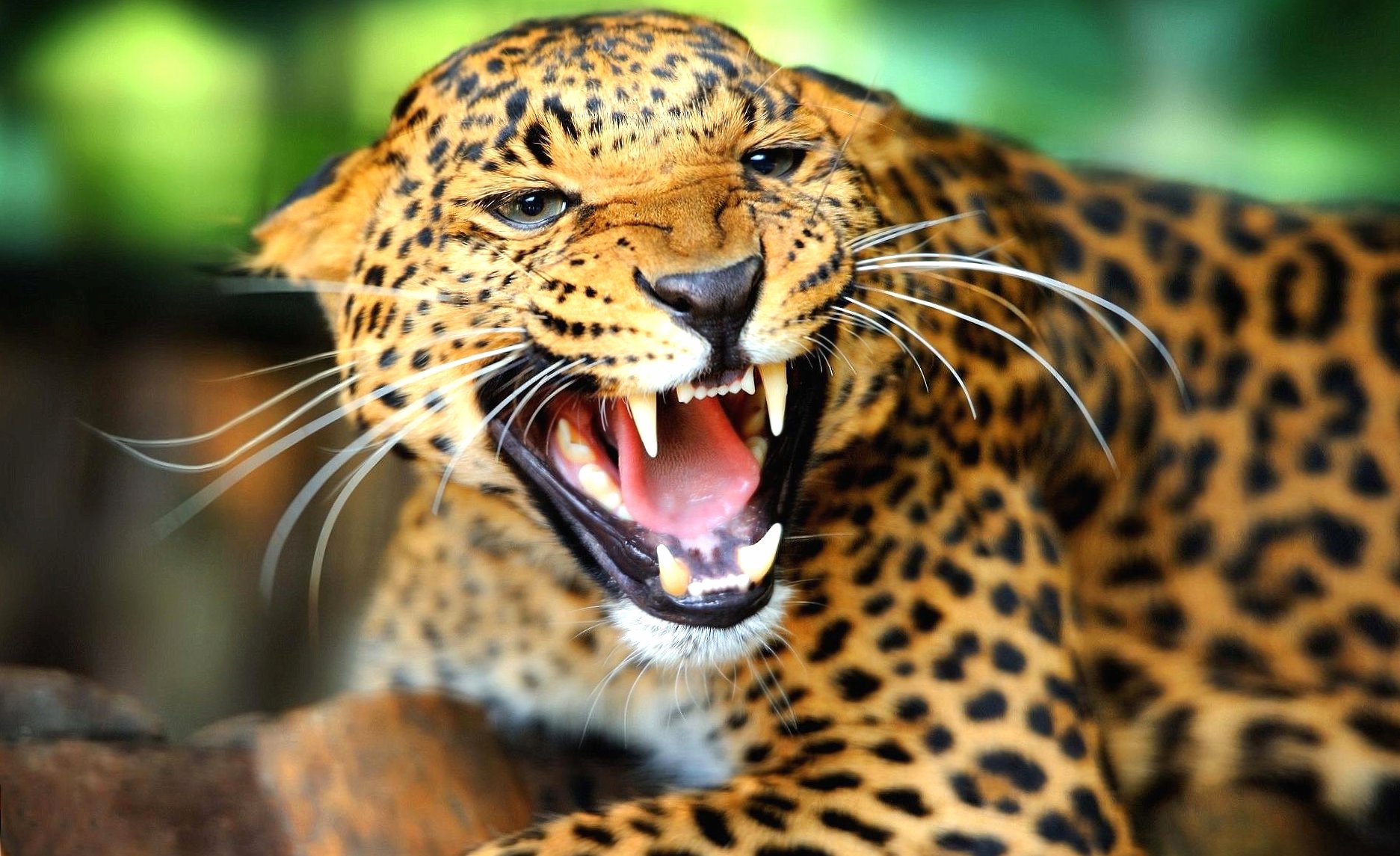 Jaguar angry open mouth at 640 x 960 iPhone 4 size wallpapers HD quality
