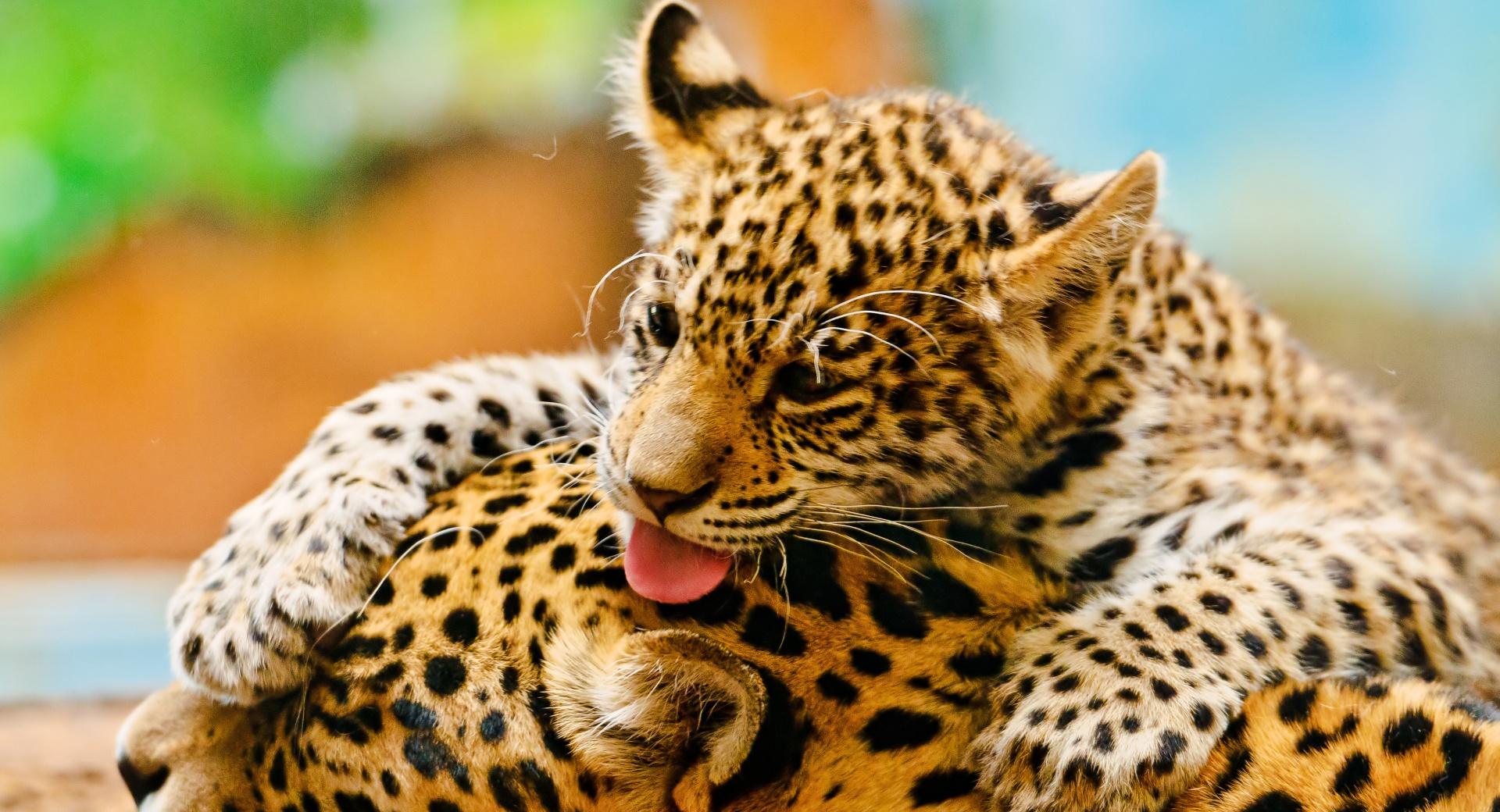 Jaguar Cub And Mother at 1600 x 1200 size wallpapers HD quality
