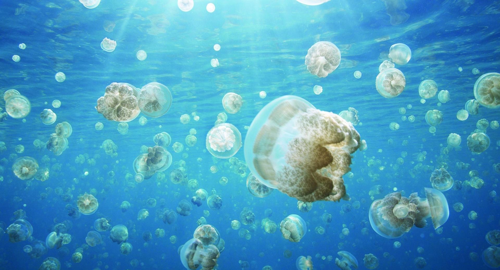 Jellyfish Invasion at 750 x 1334 iPhone 6 size wallpapers HD quality