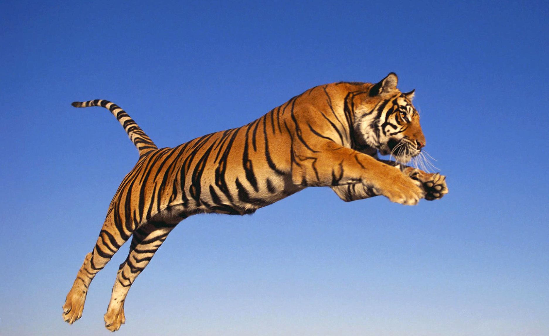 Jumping tiger at 1024 x 1024 iPad size wallpapers HD quality
