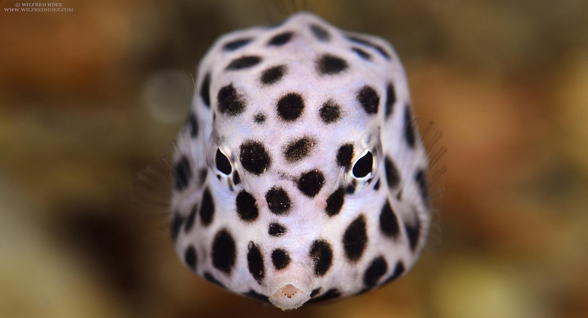 Juvenile Trunkfish at 2048 x 2048 iPad size wallpapers HD quality