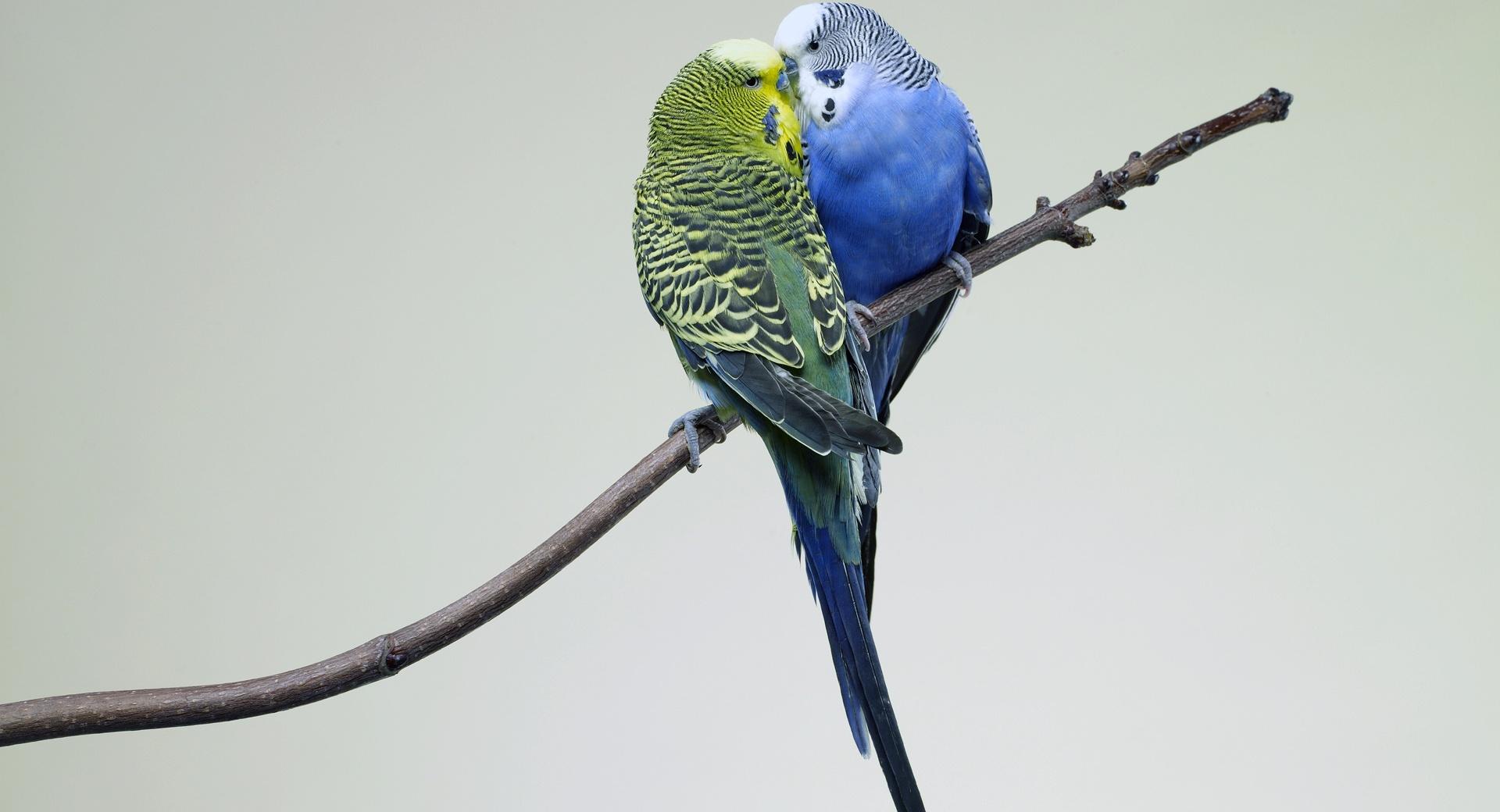 Kissing Budgies at 640 x 960 iPhone 4 size wallpapers HD quality