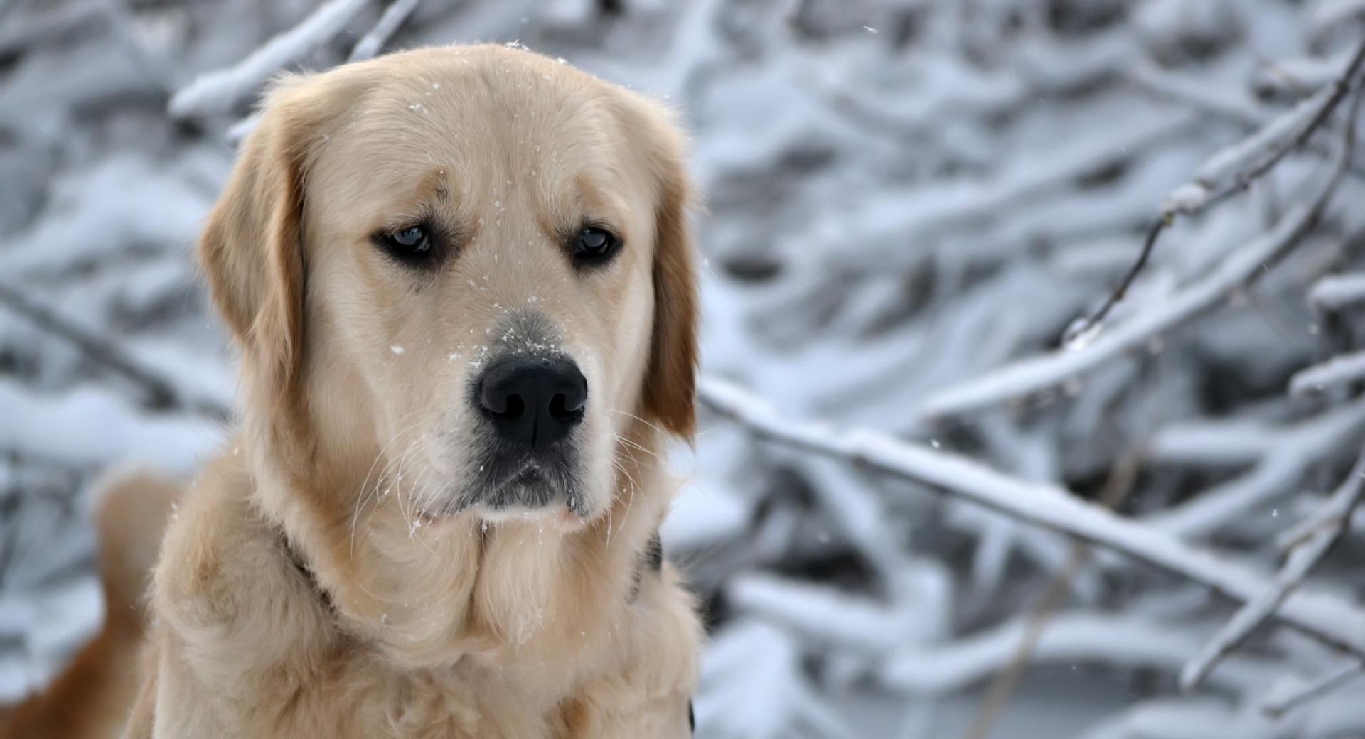 Labrador Retriever, Winter at 1600 x 1200 size wallpapers HD quality