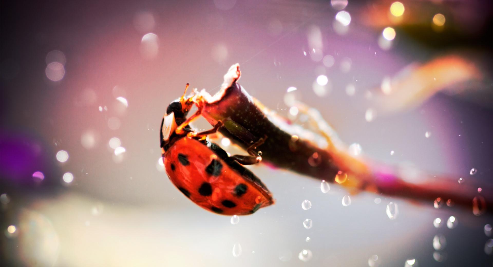 Ladybug In The Rain at 1152 x 864 size wallpapers HD quality