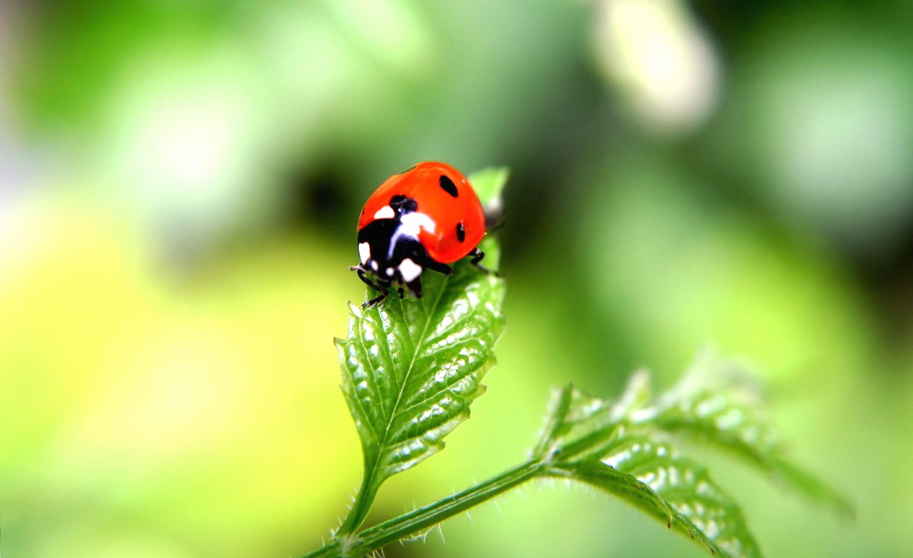 Ladybug on green leave at 1334 x 750 iPhone 7 size wallpapers HD quality