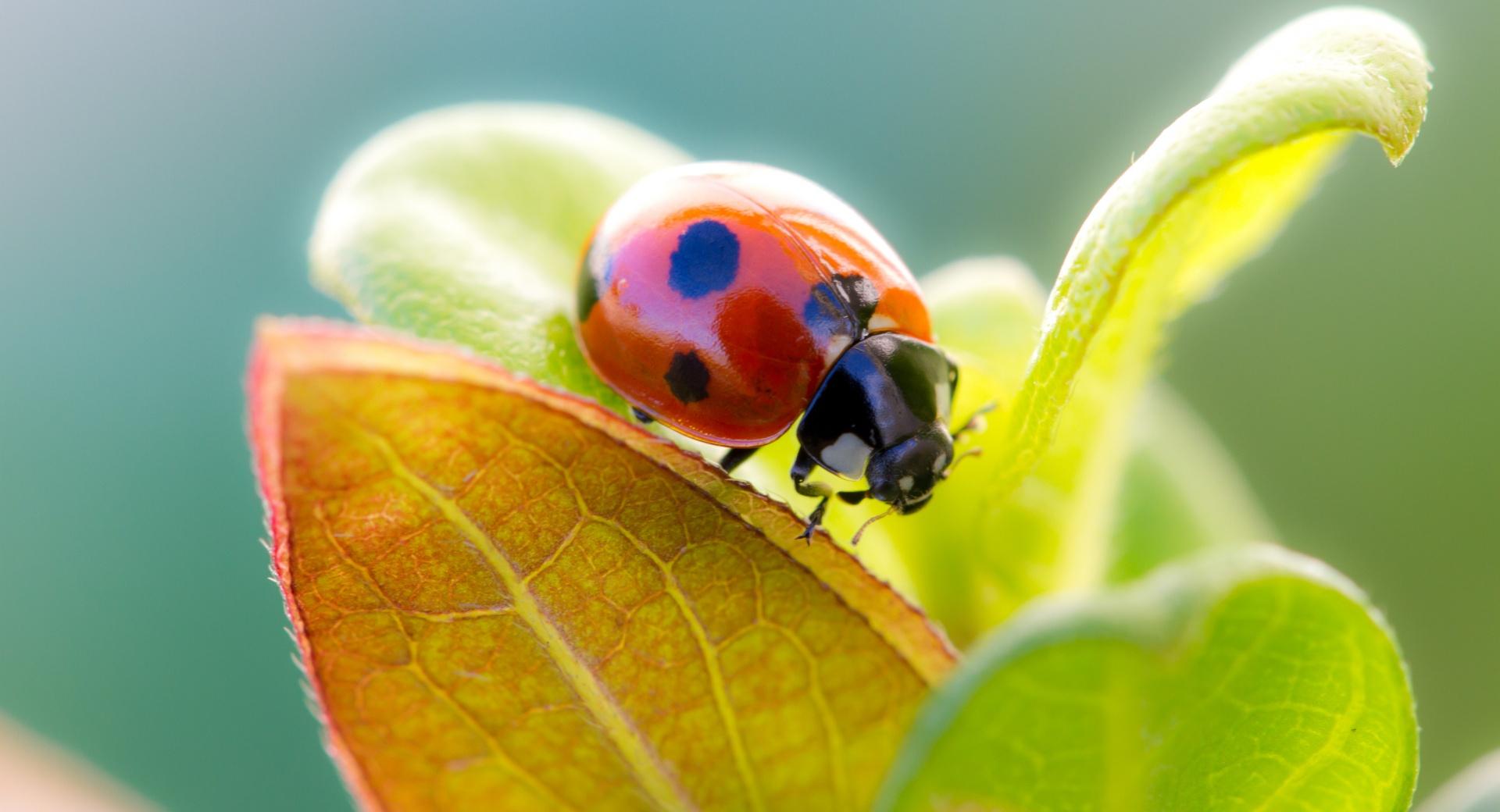 Ladybug On Leaf Top at 1334 x 750 iPhone 7 size wallpapers HD quality