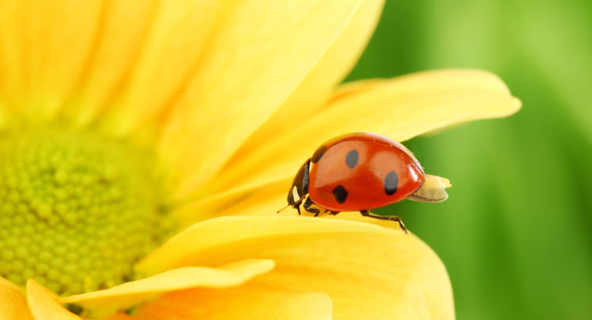 Ladybug On Yellow Flower, Macro at 1024 x 1024 iPad size wallpapers HD quality