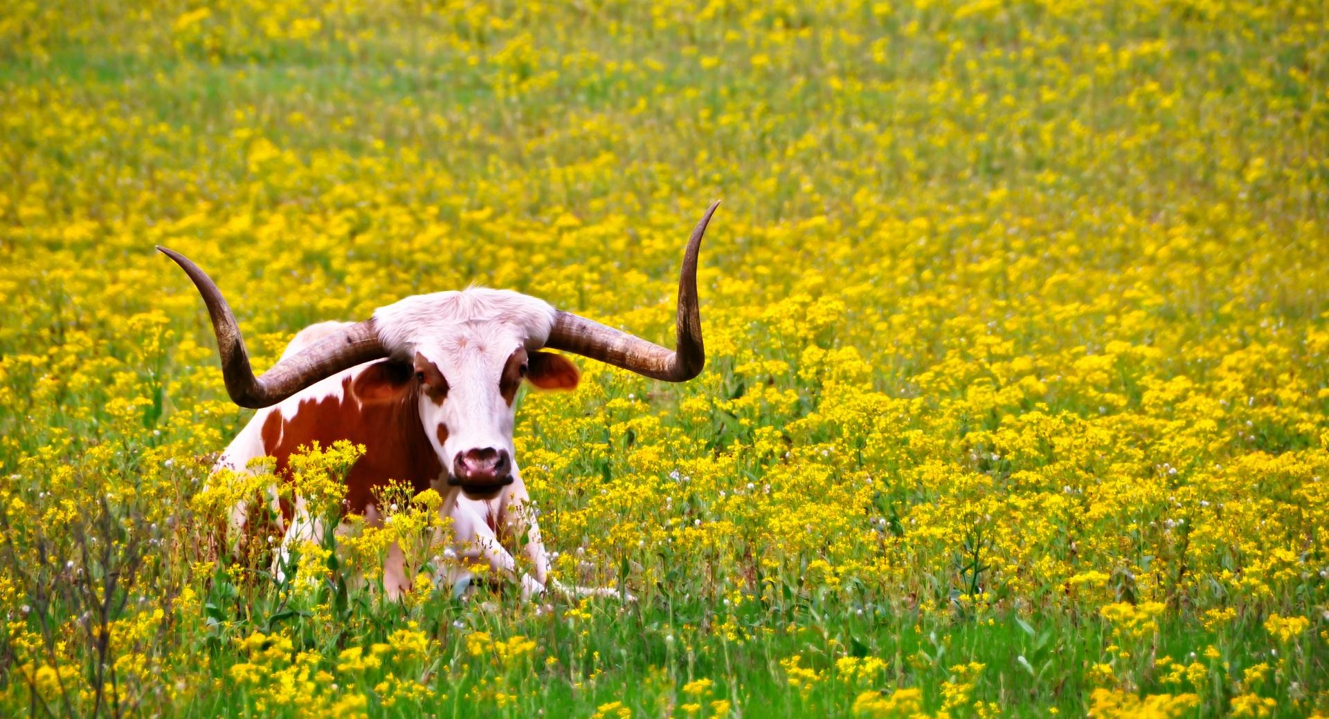 Lazy Longhorn wallpapers HD quality