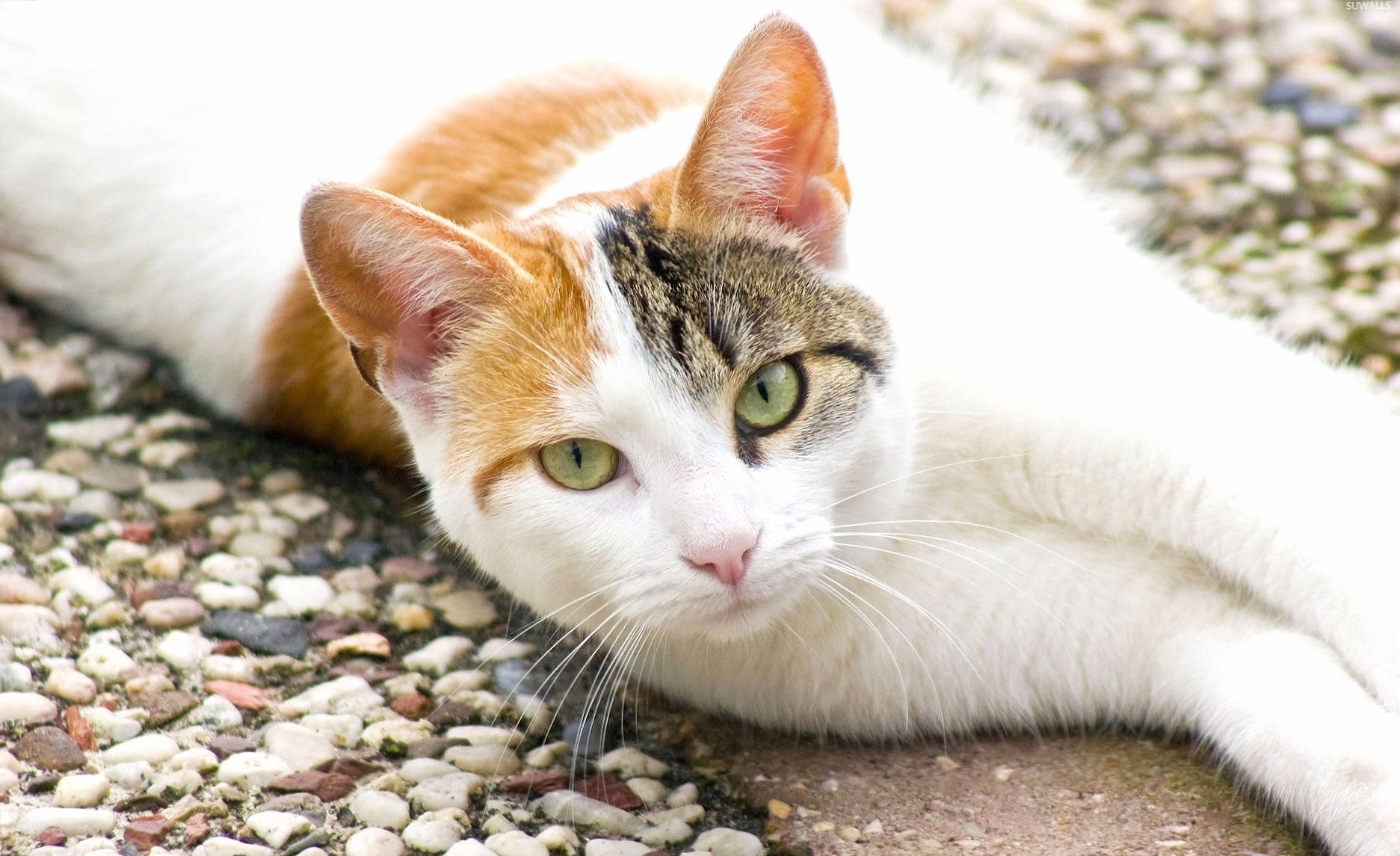 Lazy white and orange cat at 1152 x 864 size wallpapers HD quality