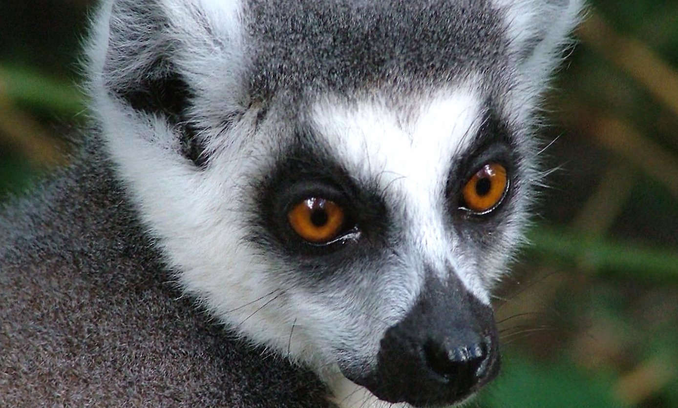 Lemur head cute at 1024 x 1024 iPad size wallpapers HD quality