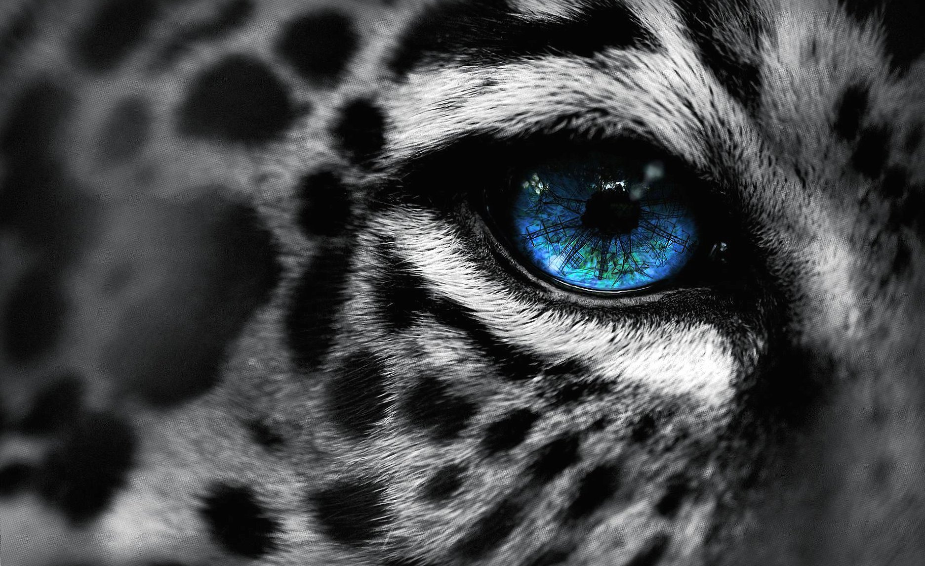Leopard blue eye at 640 x 1136 iPhone 5 size wallpapers HD quality