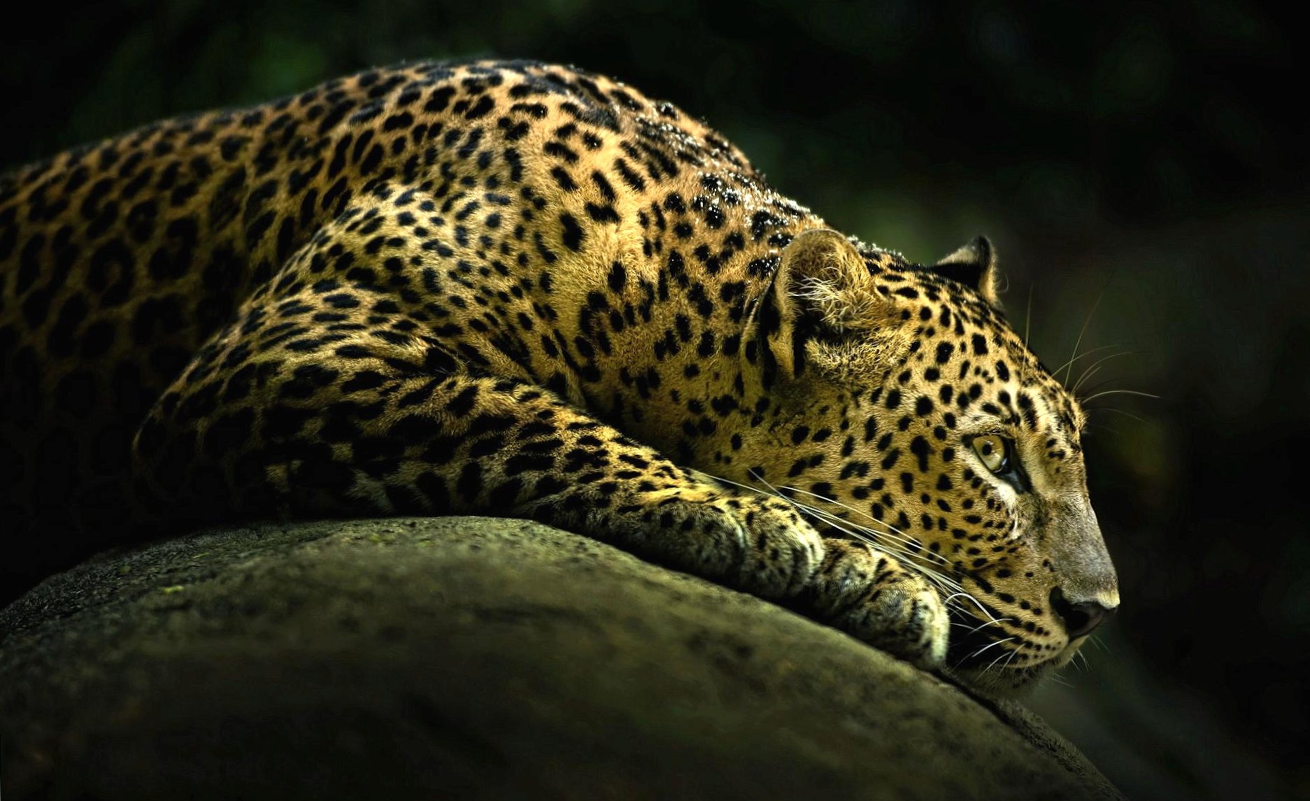 Leopard sleeping at 1024 x 768 size wallpapers HD quality