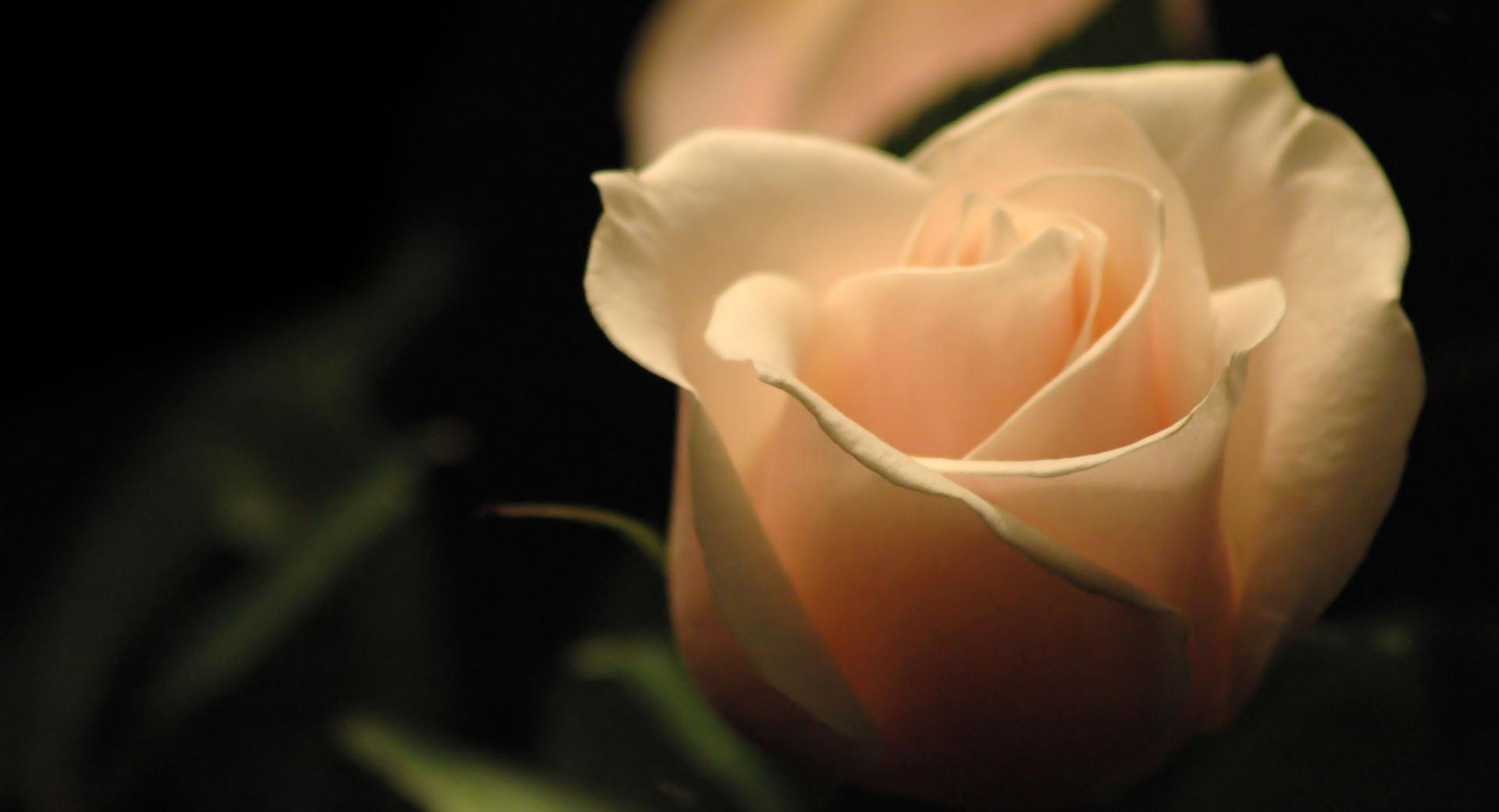 Light Orange Rose at 750 x 1334 iPhone 6 size wallpapers HD quality