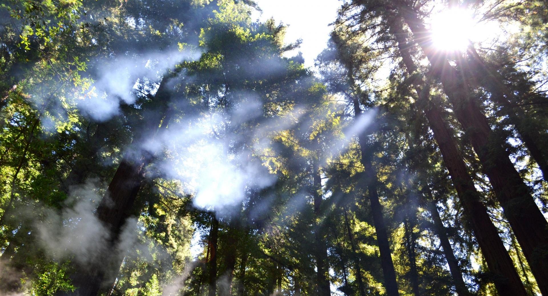 Light Through The Trees at 640 x 960 iPhone 4 size wallpapers HD quality