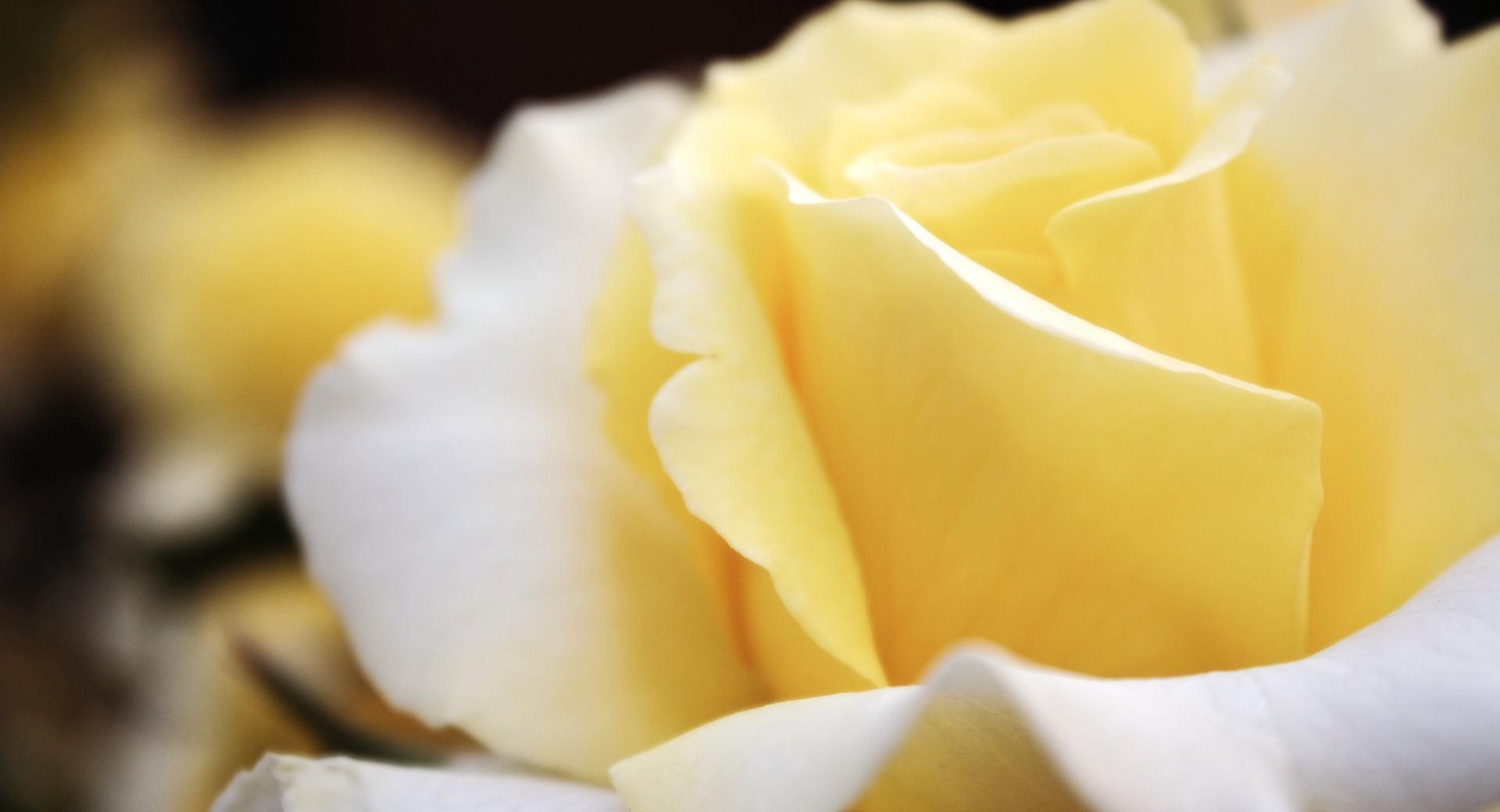 Light Yellow Rose at 640 x 1136 iPhone 5 size wallpapers HD quality