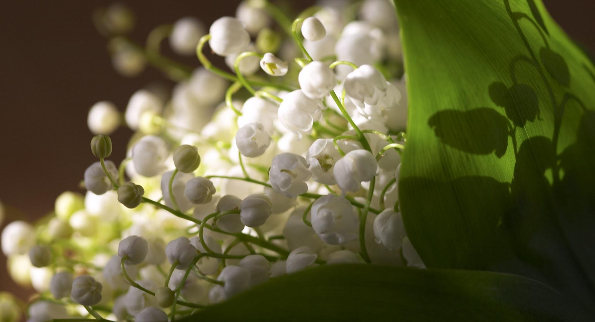 Lily Of The Valley Bouquet at 640 x 1136 iPhone 5 size wallpapers HD quality