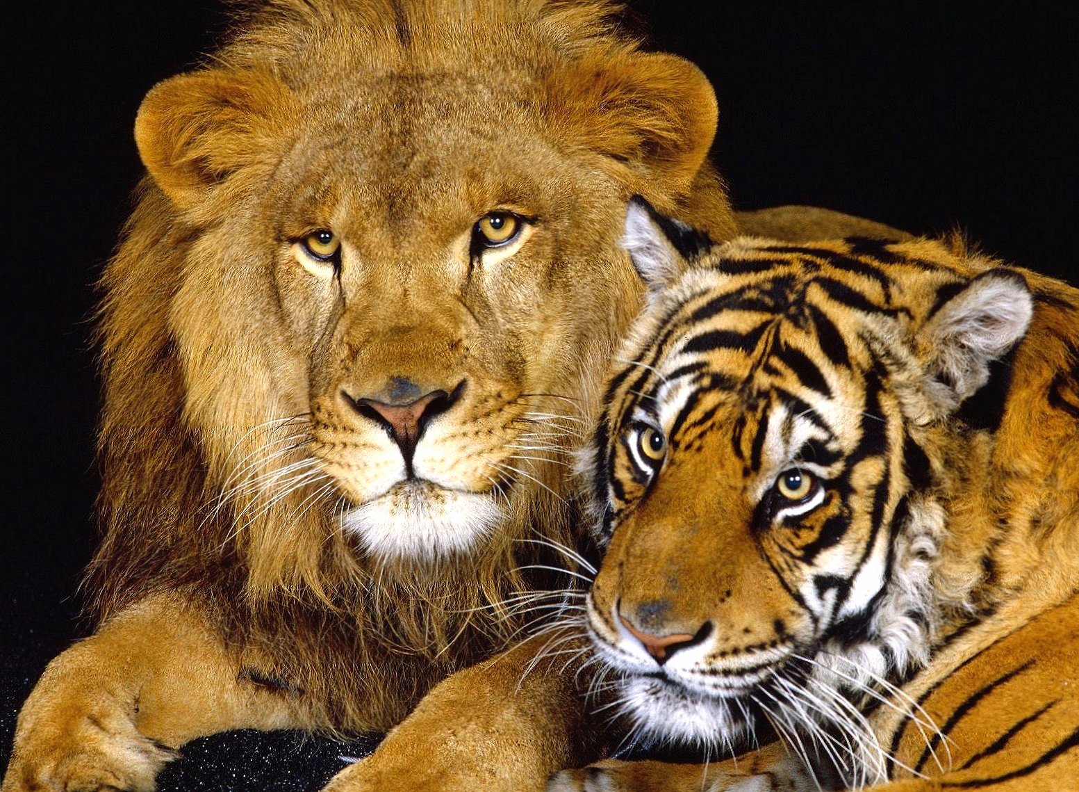 Lion and tiger at 1280 x 960 size wallpapers HD quality
