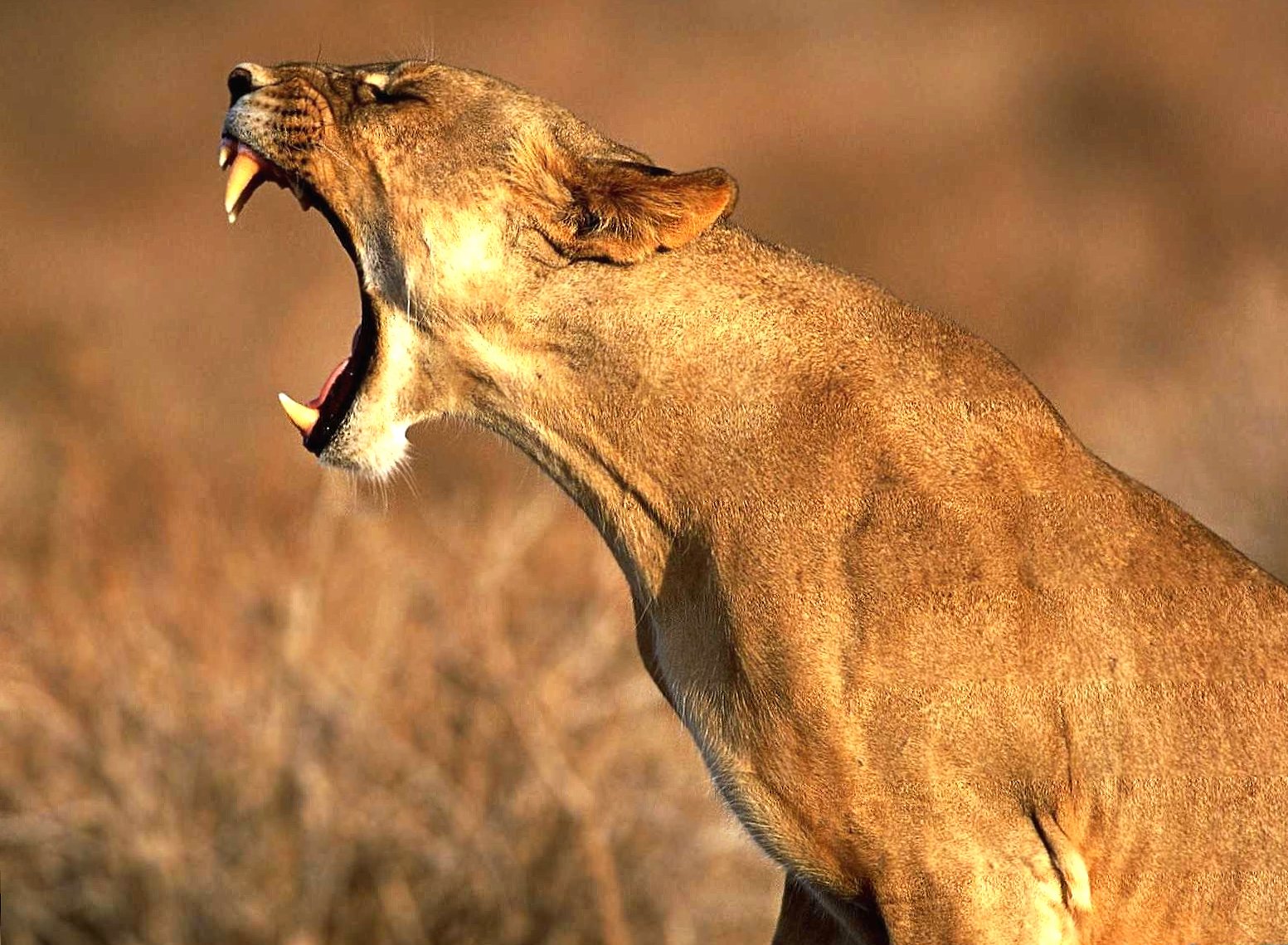 Lioness africa mouth open at 750 x 1334 iPhone 6 size wallpapers HD quality