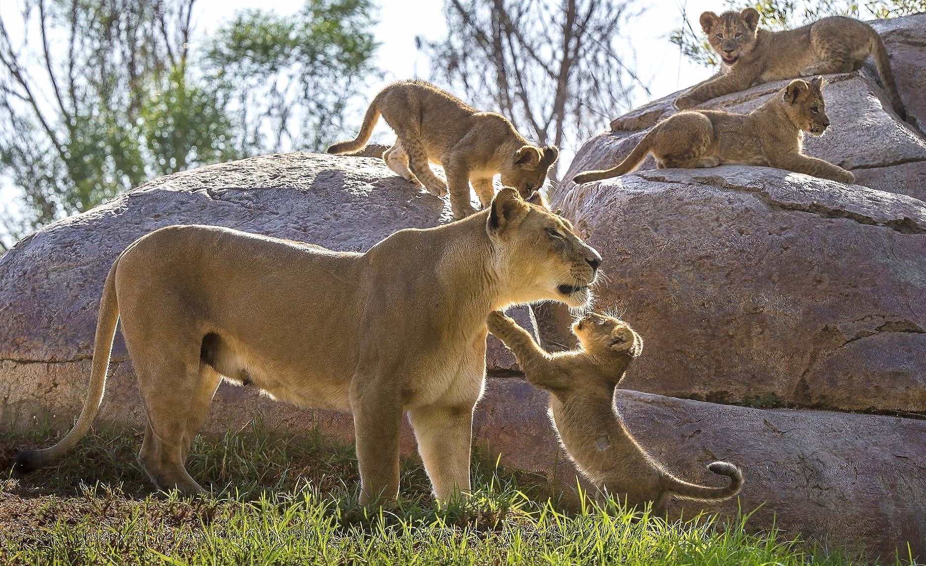 Lioness playing with its cubs at 1024 x 768 size wallpapers HD quality