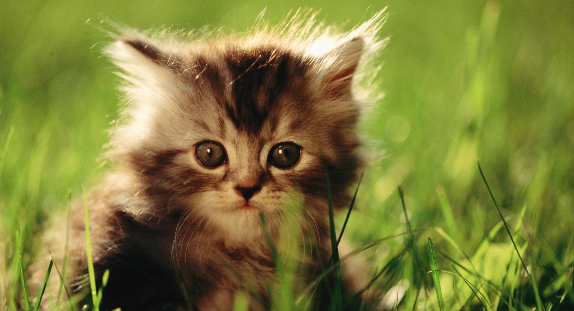 Little Kitten at 320 x 480 iPhone size wallpapers HD quality