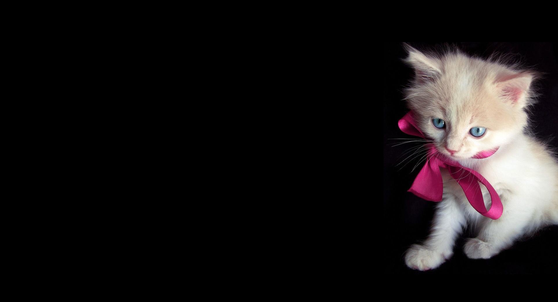 Little Kitty wallpapers HD quality