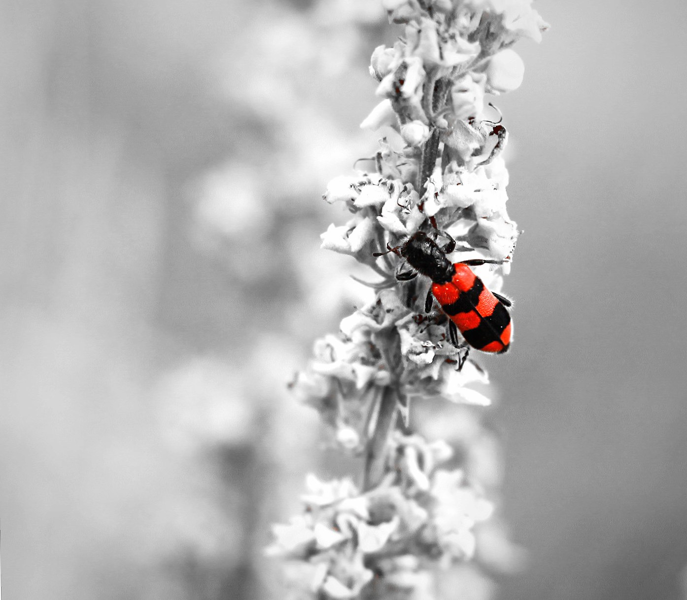 little red bug wallpapers HD quality