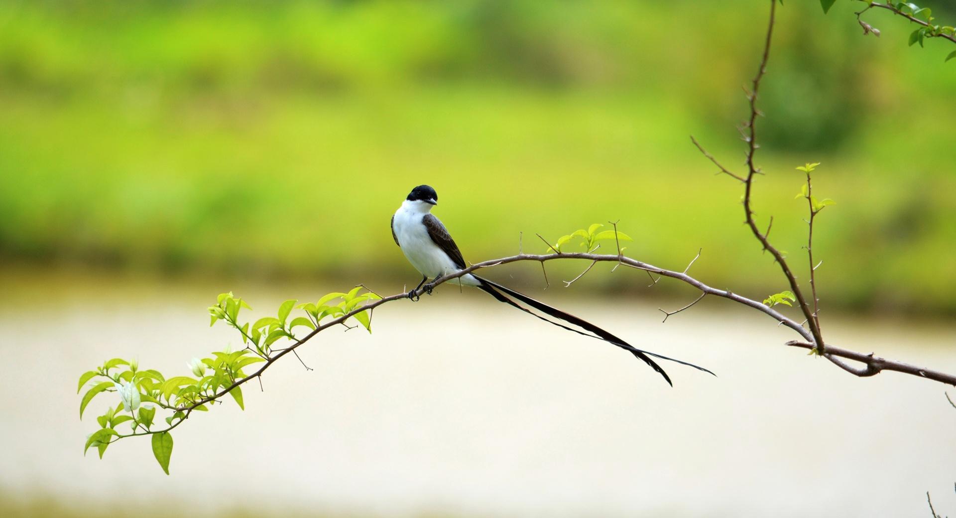 Long Tailed Bird at 320 x 480 iPhone size wallpapers HD quality