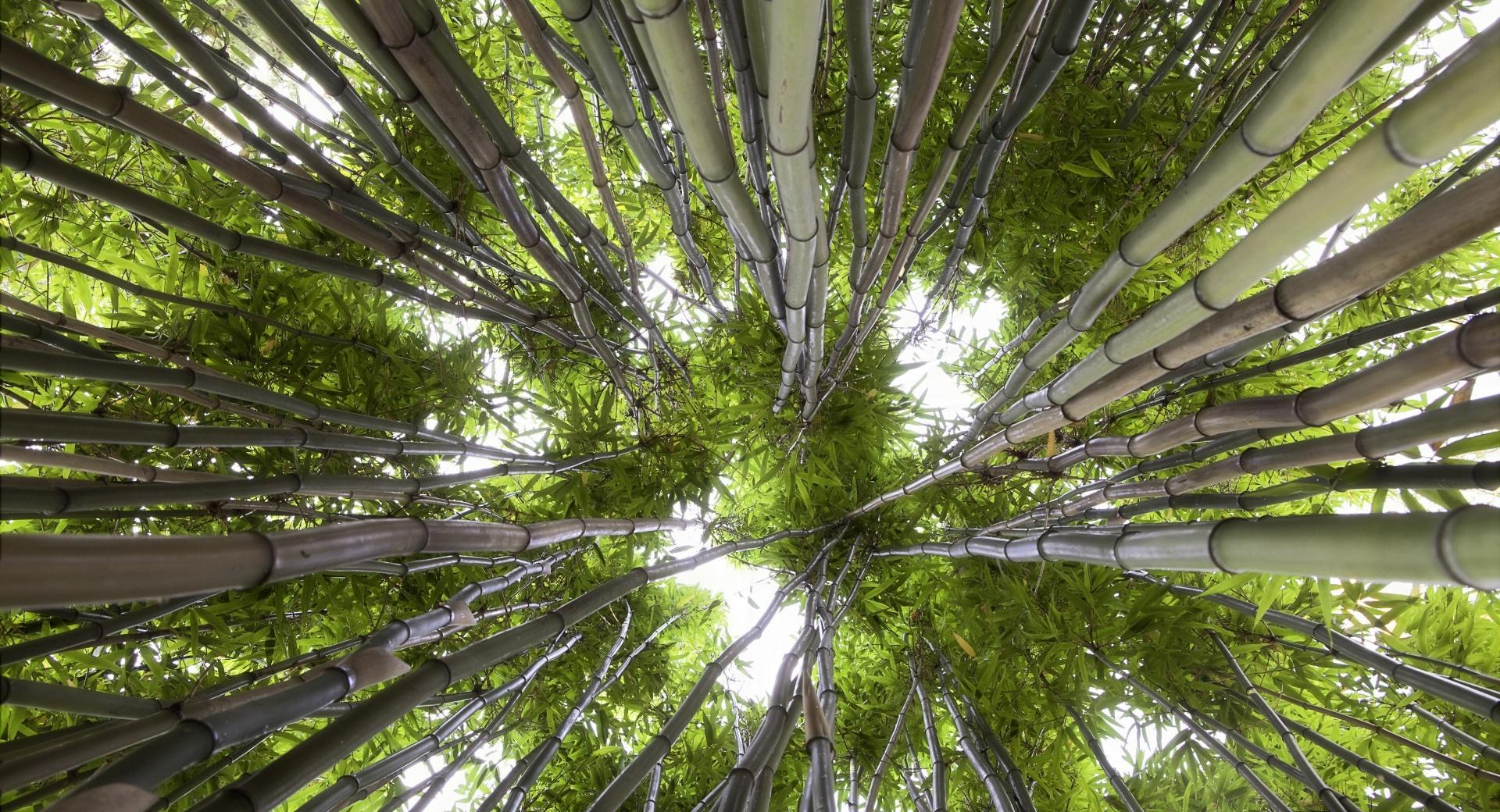 Looking Up In A Bamboo Forest at 1600 x 1200 size wallpapers HD quality