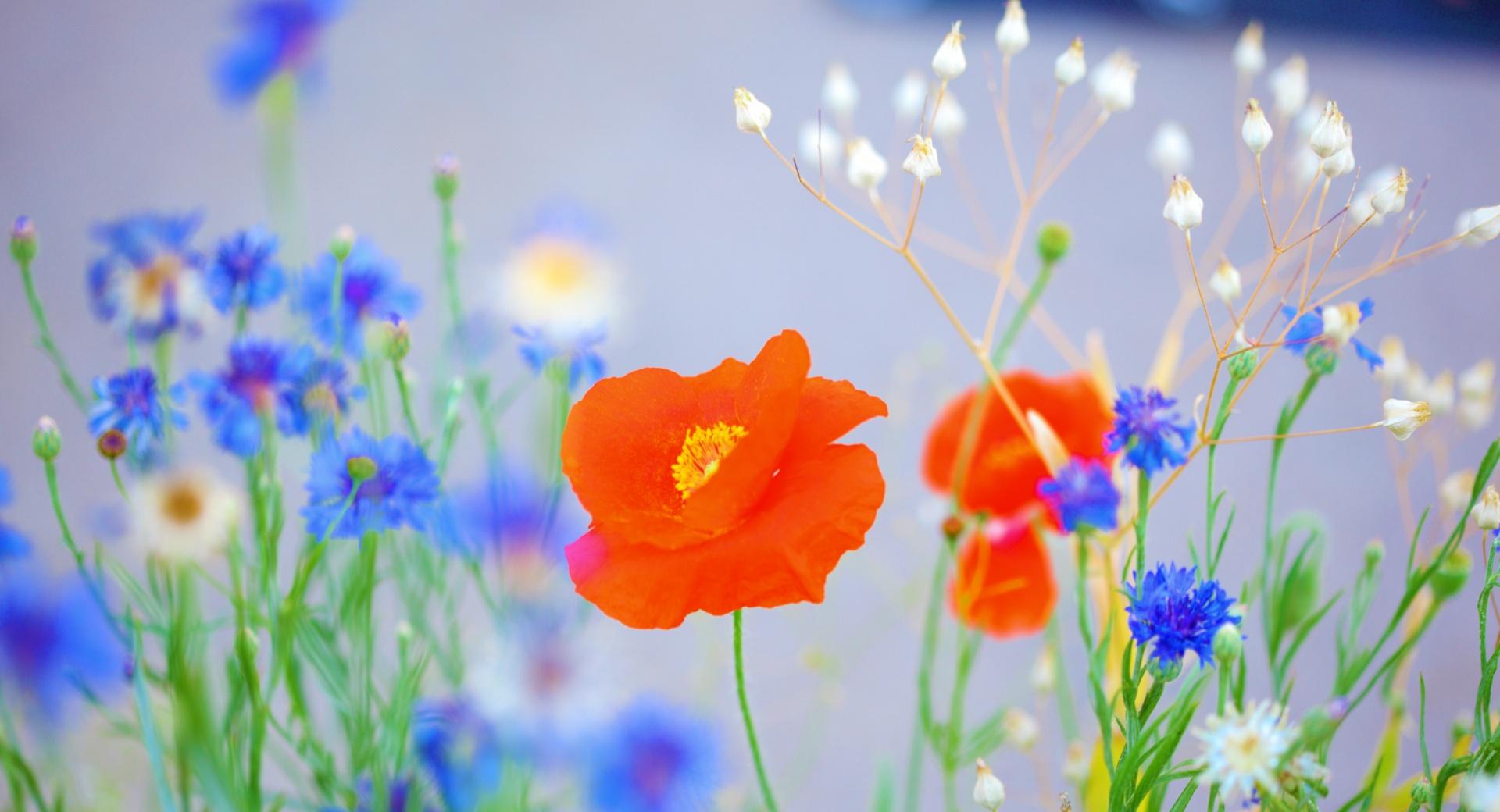 Lovely Poppy at 1024 x 1024 iPad size wallpapers HD quality