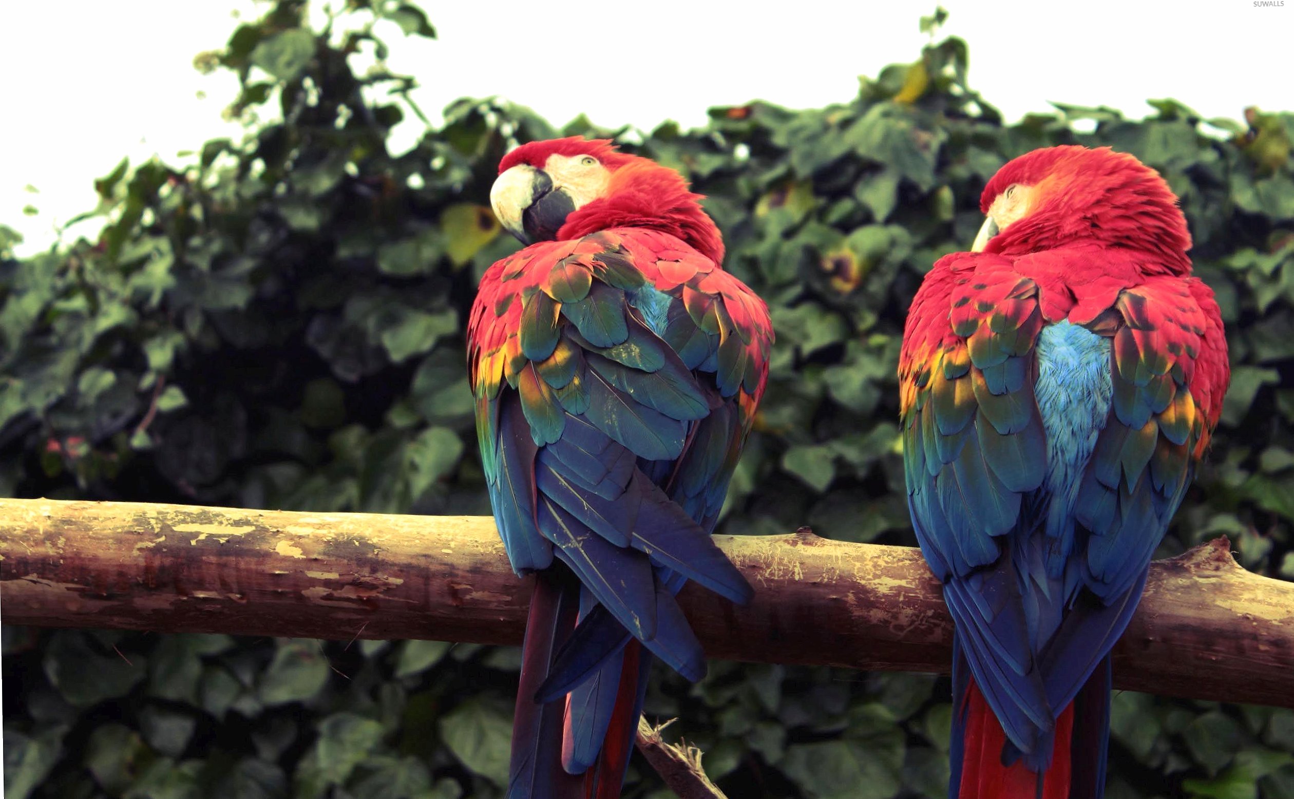 Macaws on the branch at 1280 x 960 size wallpapers HD quality