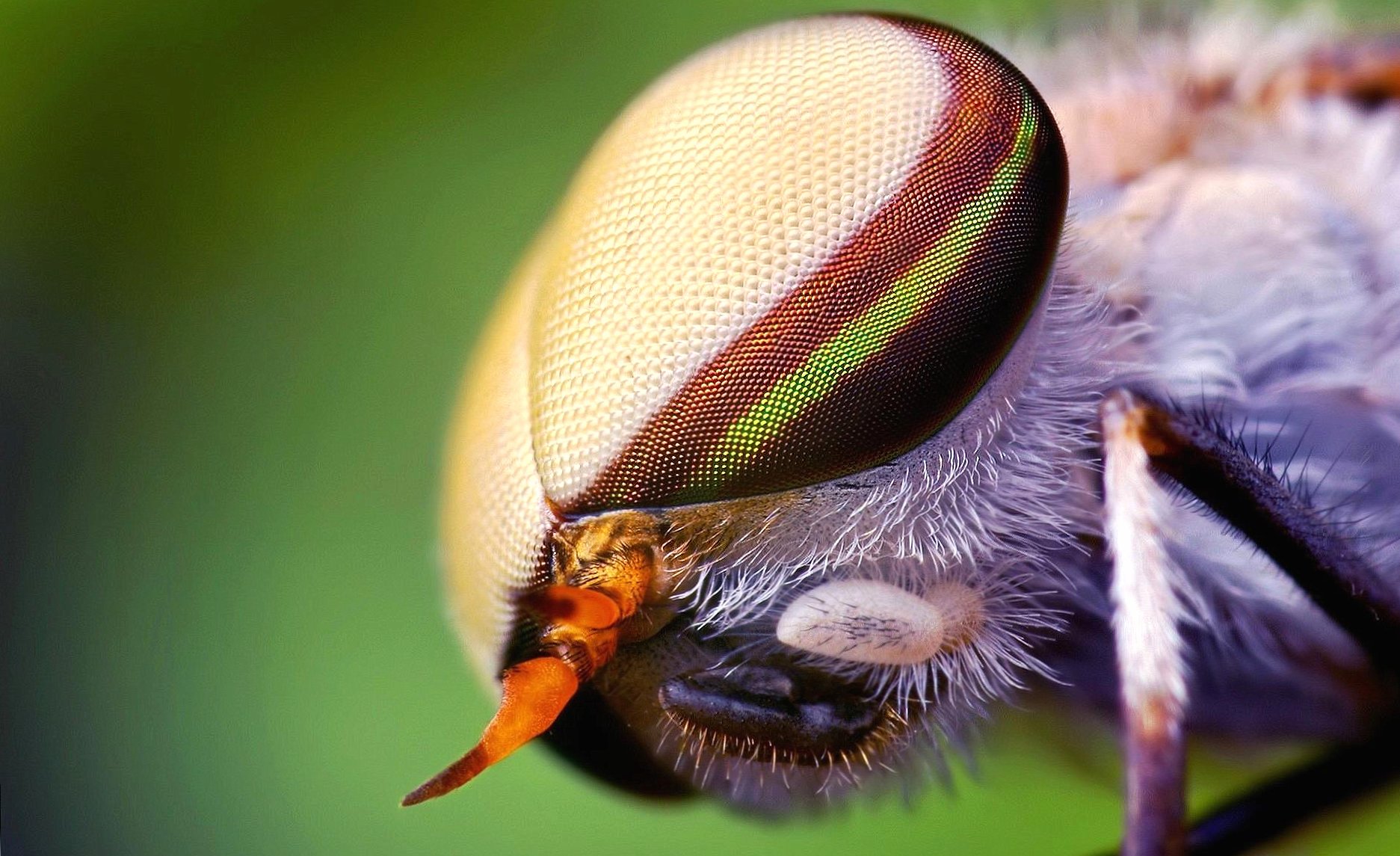 Macro eye insect fly wallpapers HD quality