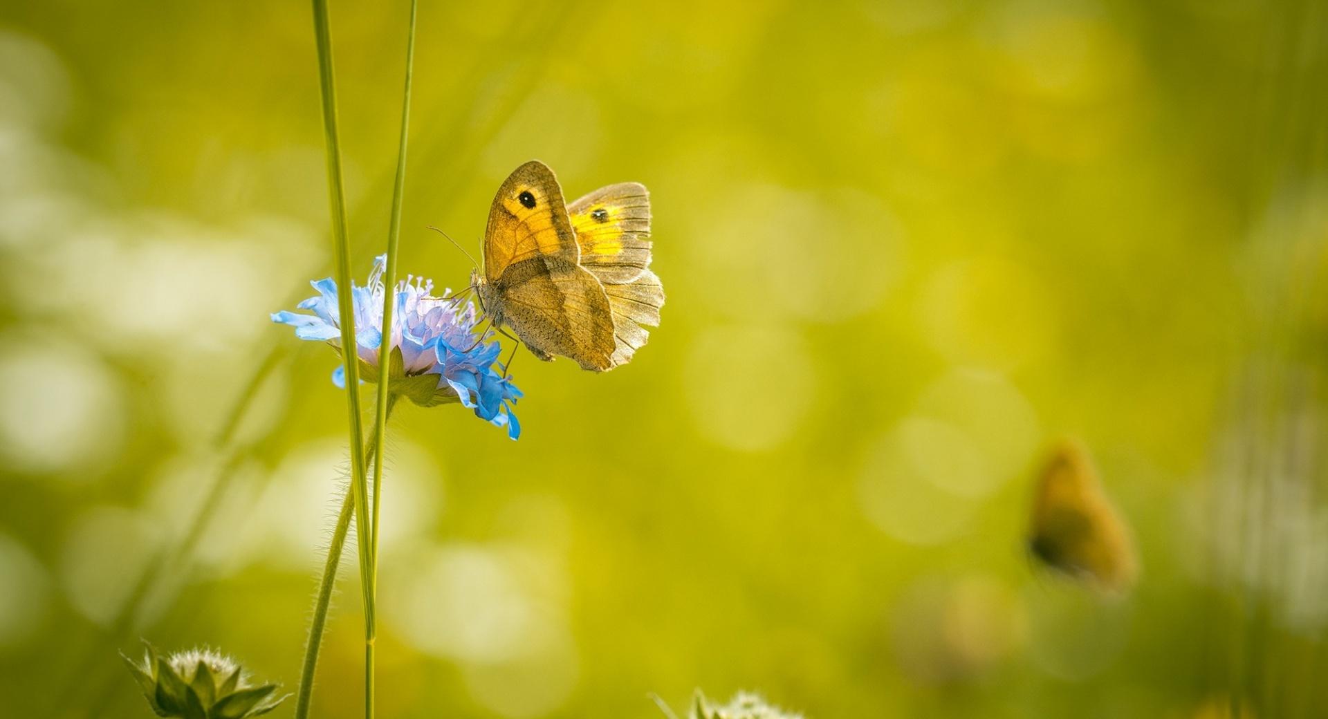 Meadow Butterfly at 1152 x 864 size wallpapers HD quality