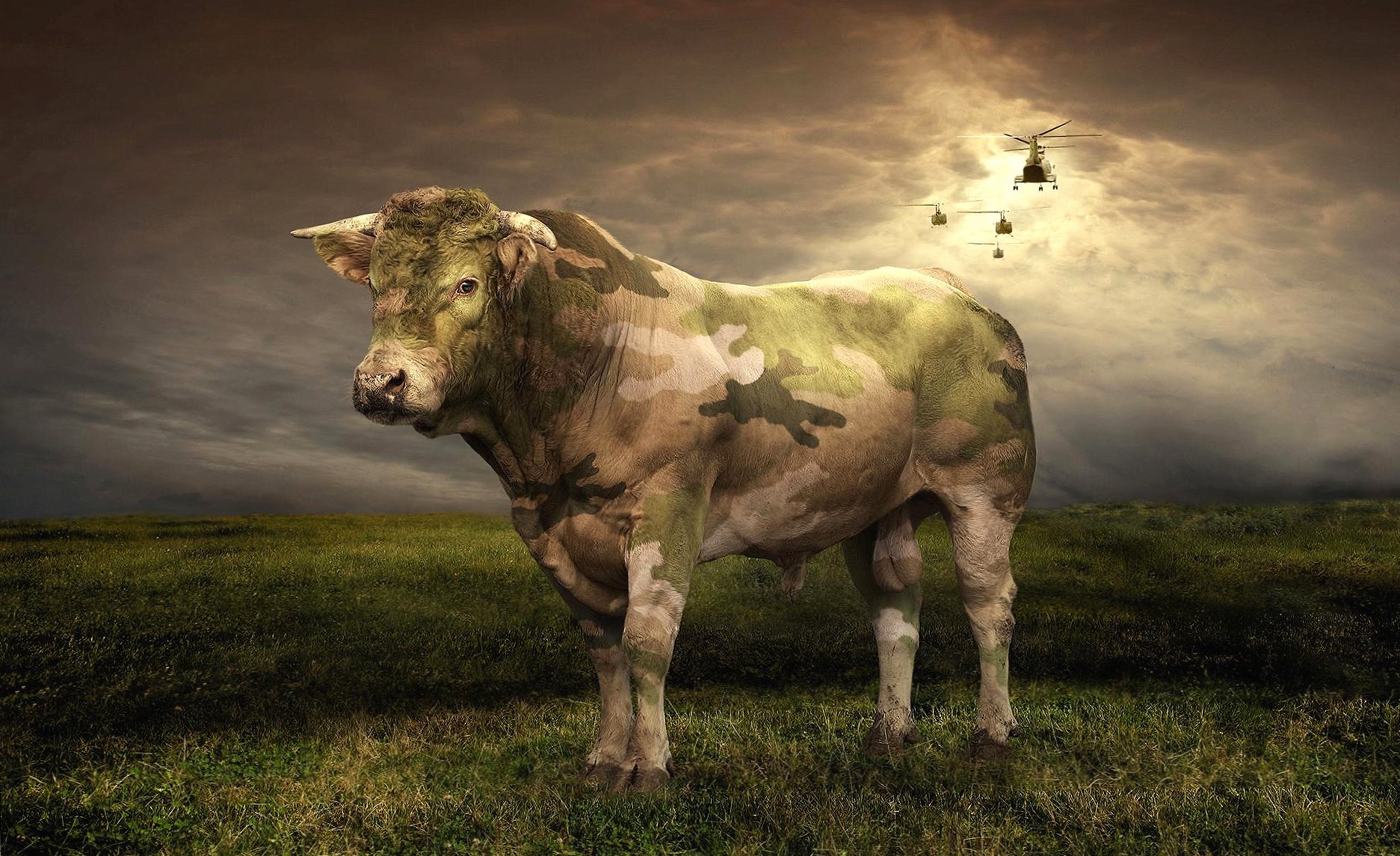 Military camouflage bull at 1024 x 1024 iPad size wallpapers HD quality