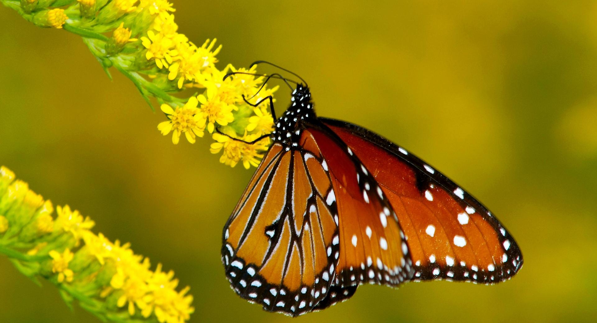 Monarch Butterfly on Yellow Flowers at 640 x 1136 iPhone 5 size wallpapers HD quality